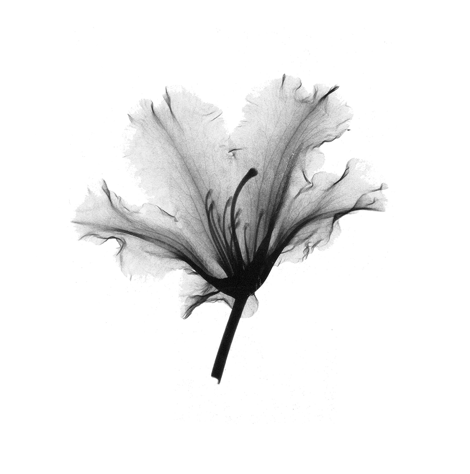 Azalea I_web.png