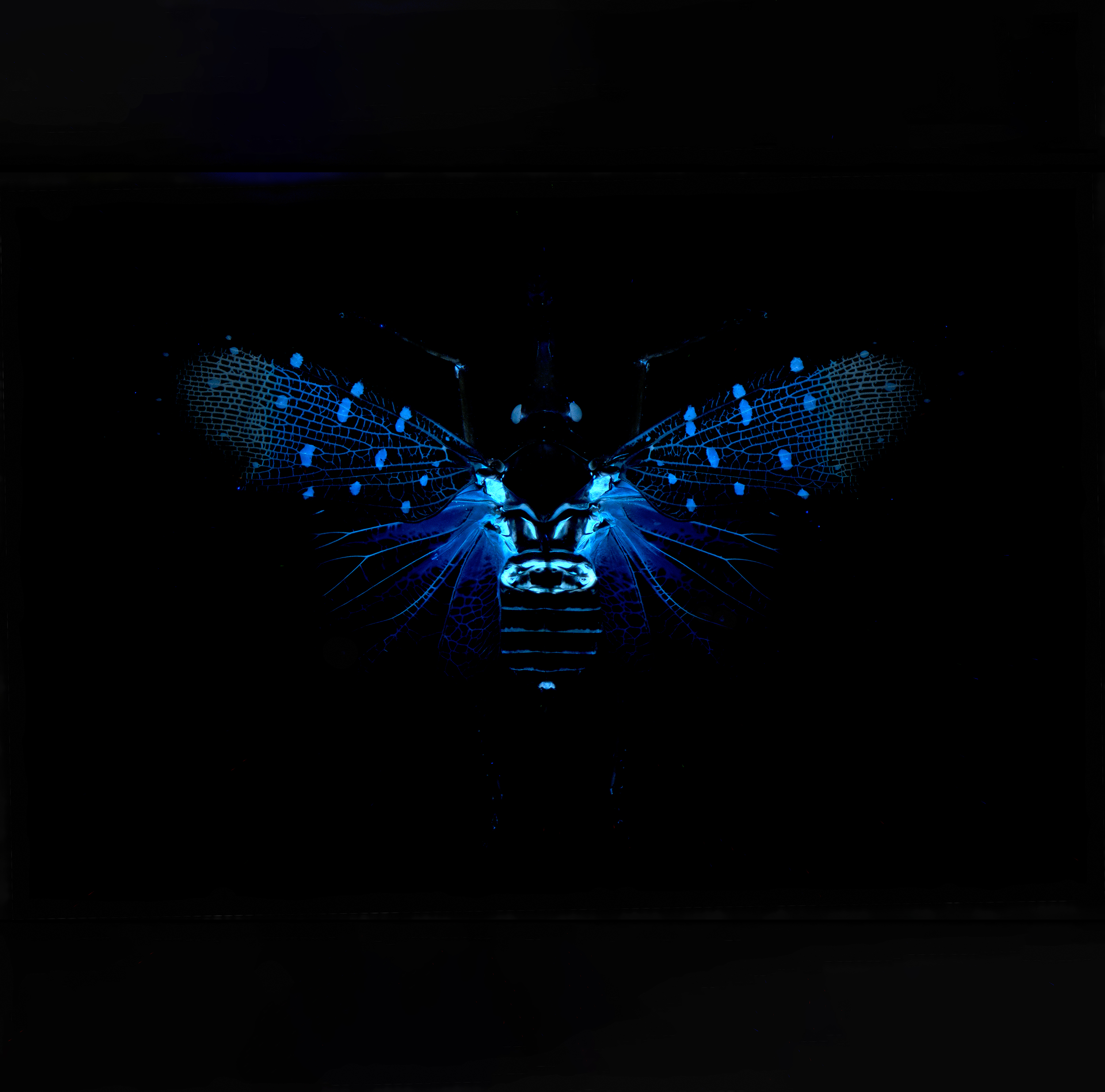Pyrops gungii lanternfly, wingspan 3.1 in (8 cm), Indonesia, in UV light