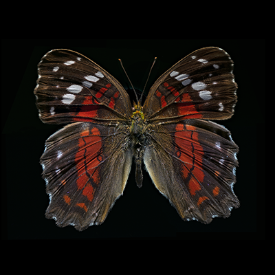 Anartia amathea_400x400.png