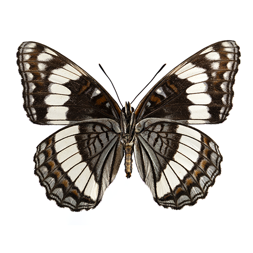 L weidermeyeri 500 WHT.png