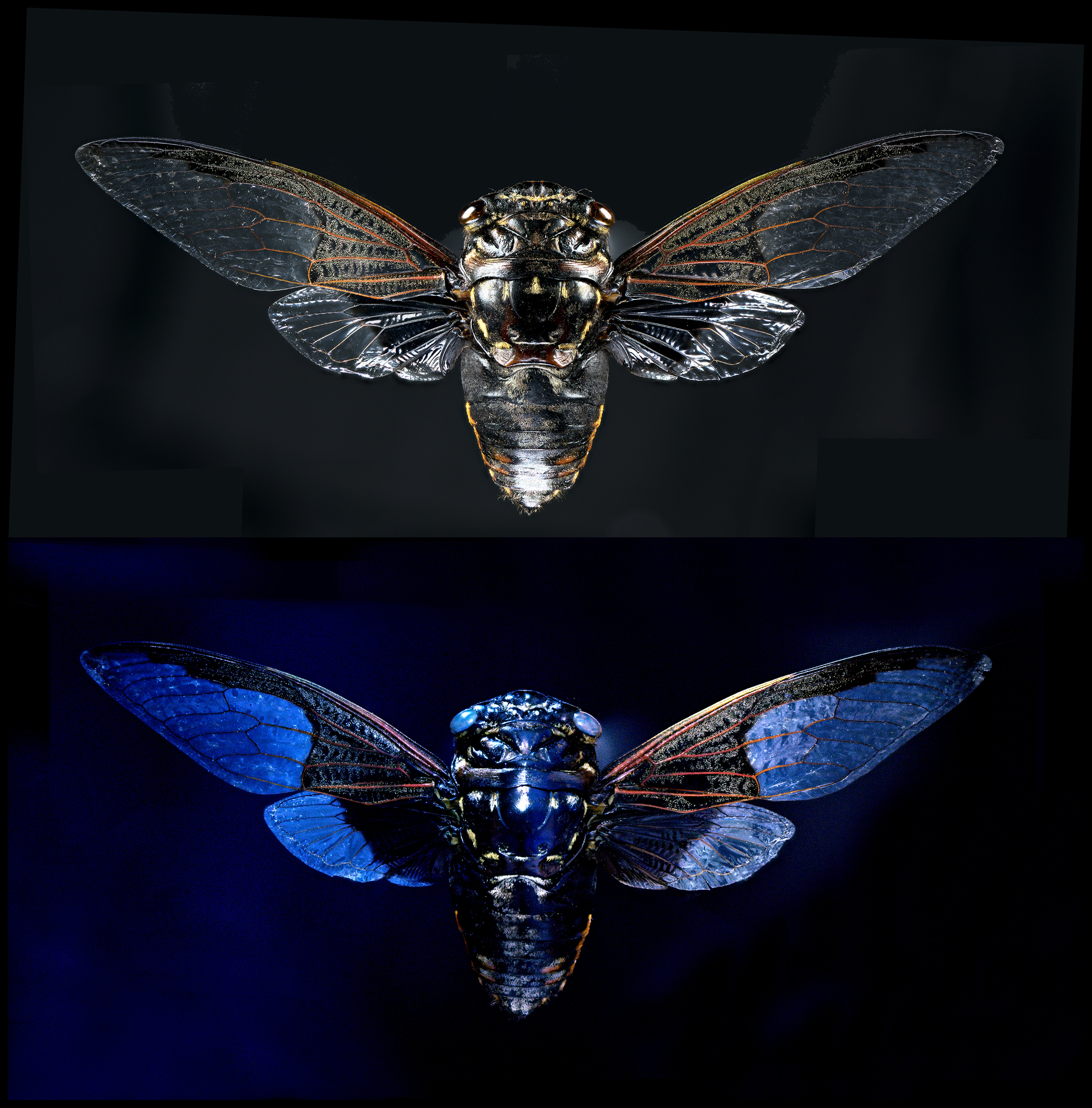 Crypto tympana aquila - Batwing Cicada, wingspan 4.5 in (11.5 cm), Thailand, white light (upper), UV light (lower)
