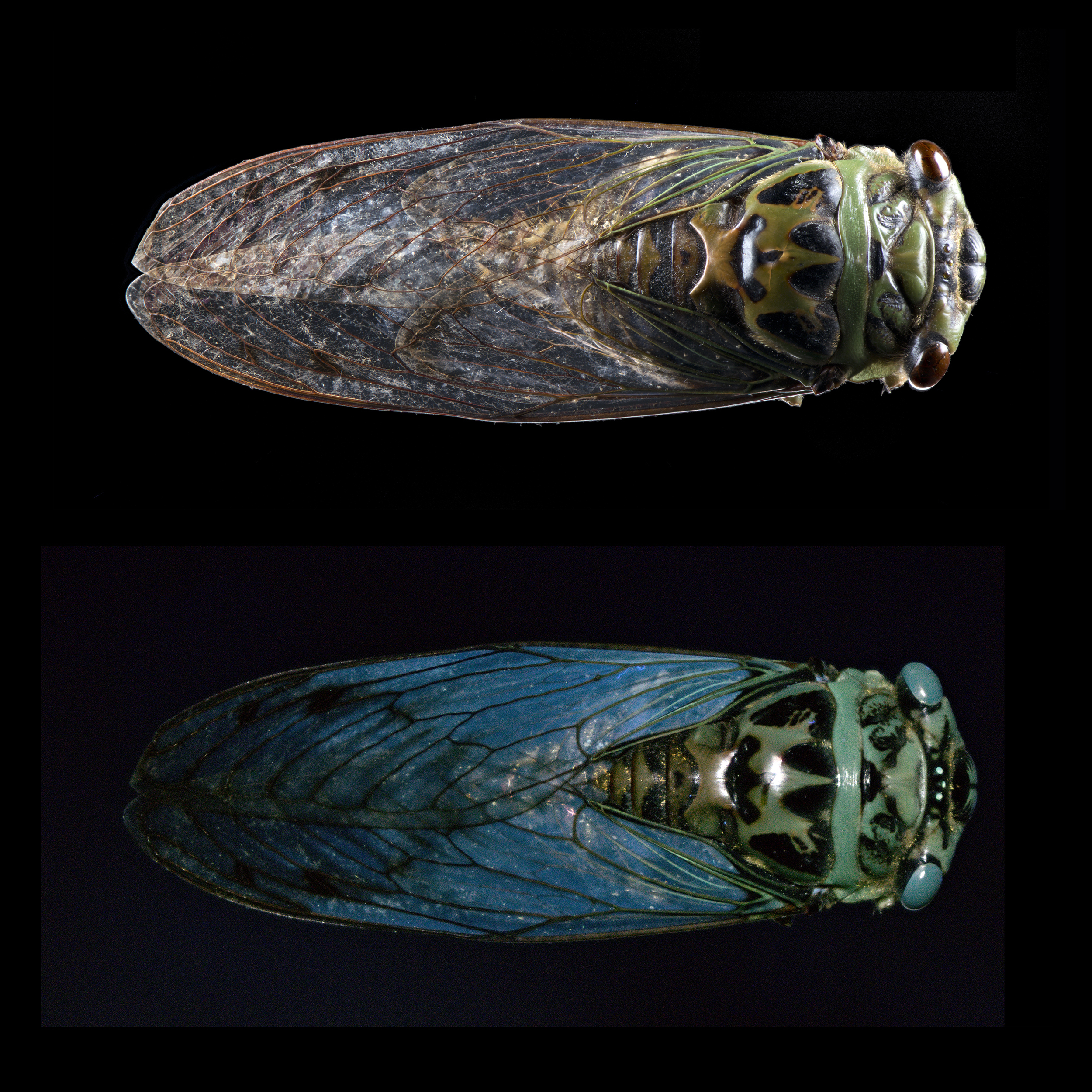 Quesada gigas - Giant Cicada, wingspan 7 in (18 cm), North, Central, South America, white light (upper), UV light (lower)