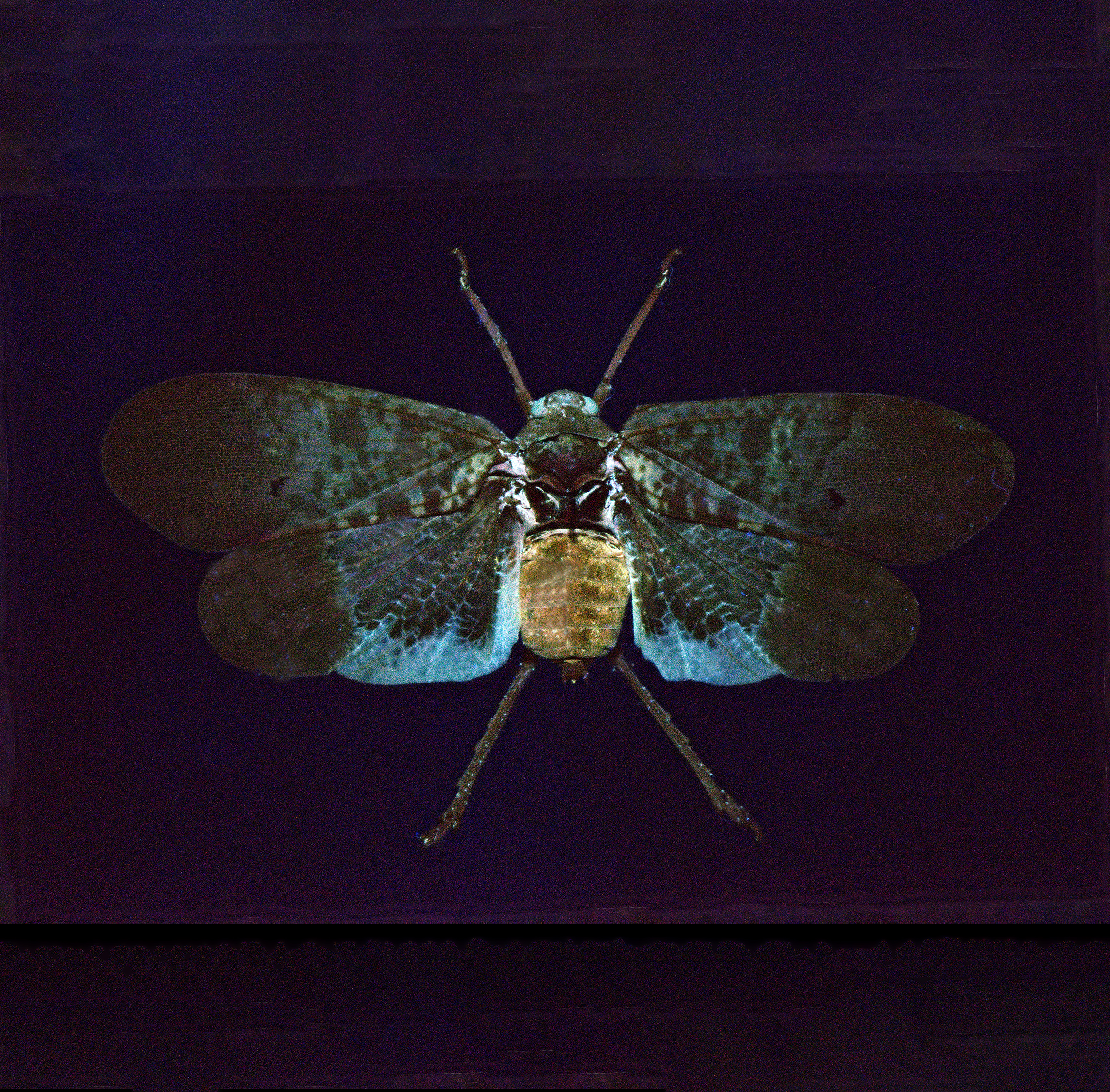Scamandra marcellae lanternfly, wingspan 2.5 in (6.5 cm), Malesia, in UV light
