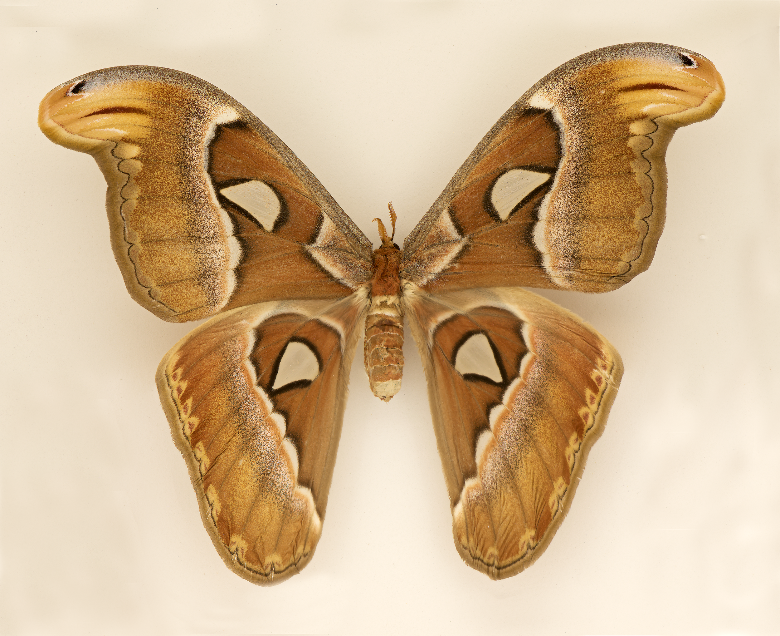 Attacus atlas - Atlas Moth, wingspan 9.8 in (25 cm), S.E. Asia-Borneo