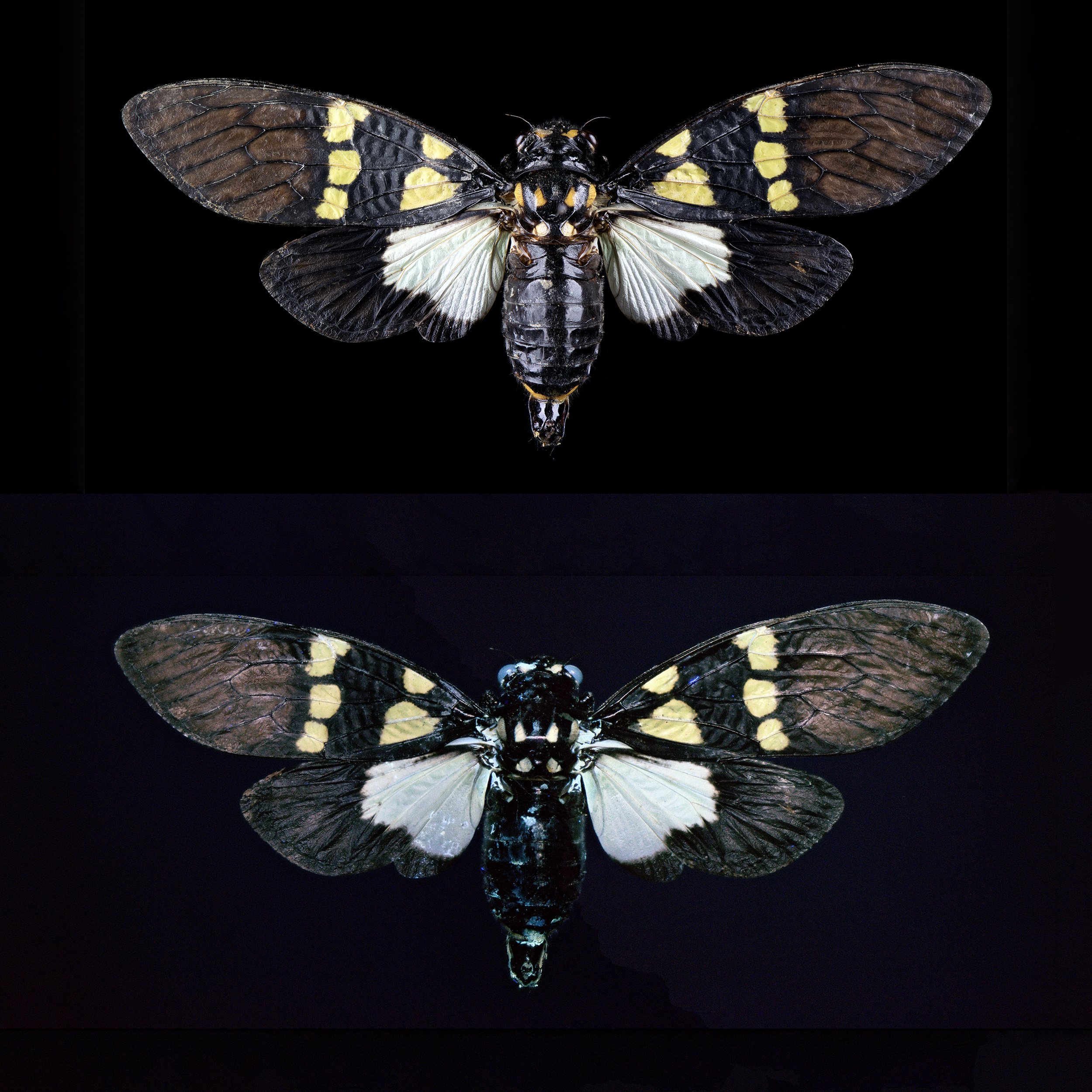 Gaeana cheni - Yellow Green Black Cicada, wingspan 2.8 in (7 cm), Thailand, white light (upper), UV light lower