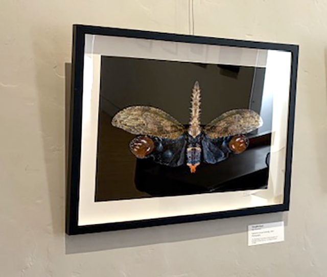 Framed artwork of a moth with detailed wings, displayed on a wall