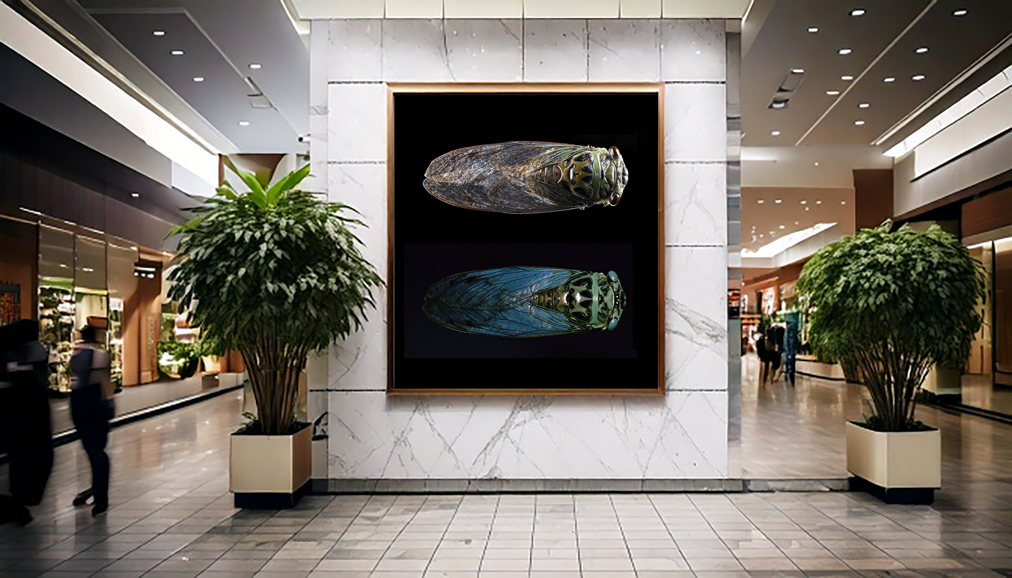 Quesada gigas - Giant Cicada