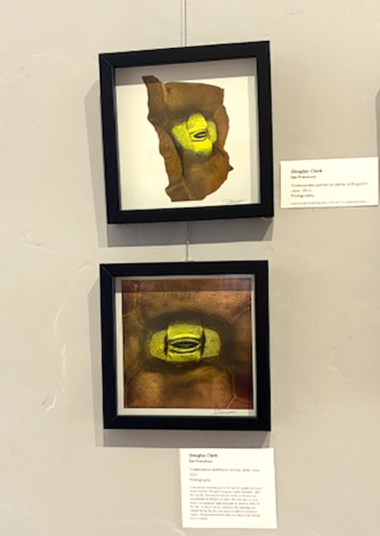 Two framed abstract artworks featuring yellow shapes on a textured background, displayed on a wall. The upper piece shows a yellow shape within a brownish frame, and the lower piece depicts a similar yellow shape in a darker, more muted background.