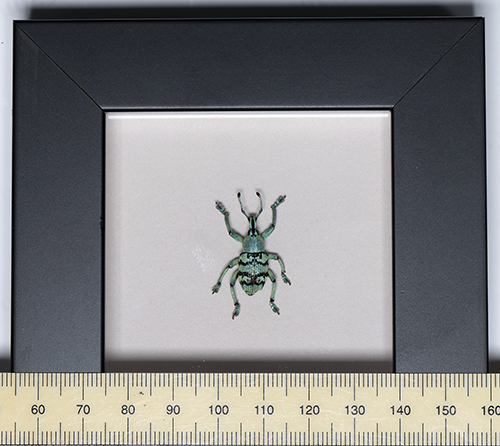 Eupholus in frame.png