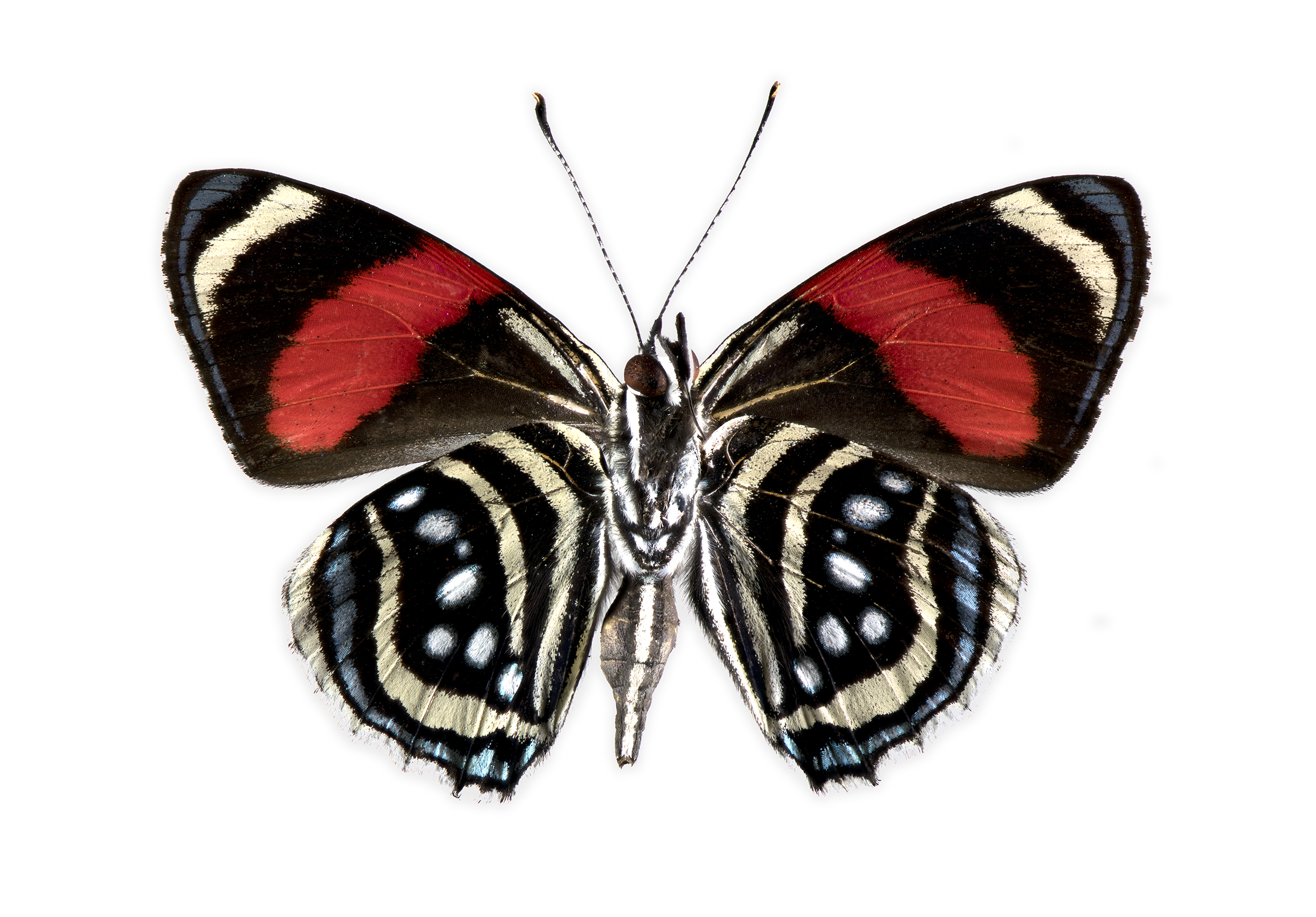 Callicore hesperis - Hesperis 88, underside, wingspan 1.8 in (4.5 cm), Peru