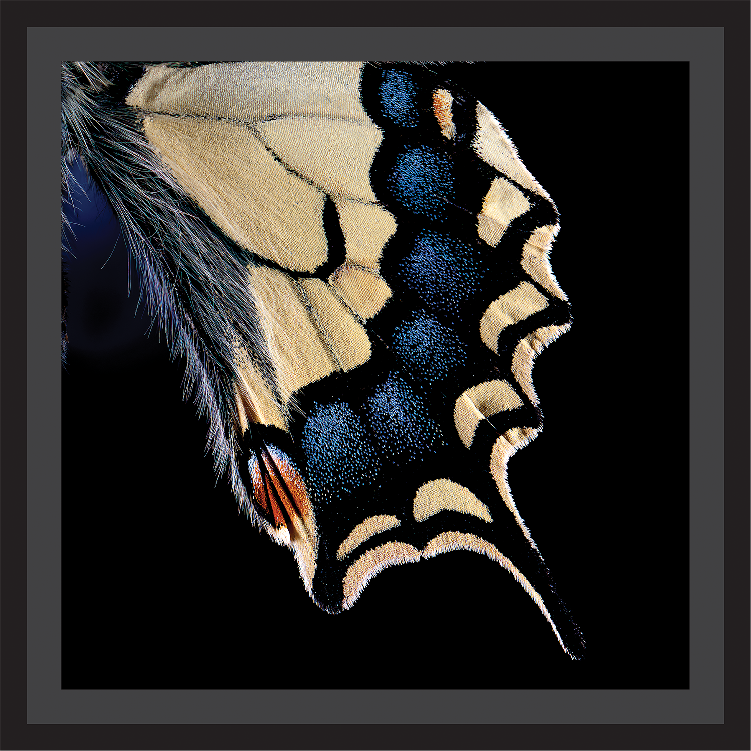 Midnight Tapestry