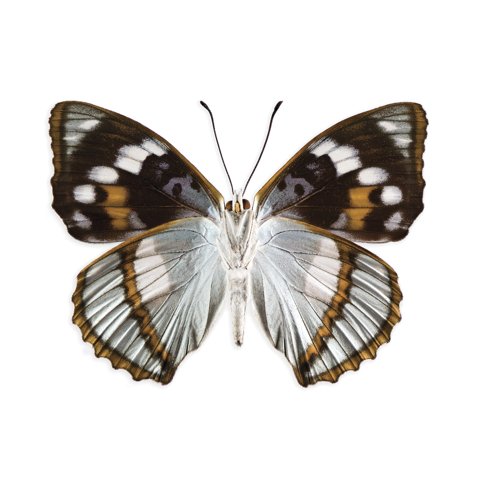 Mimathyma schrenckii blue-wht 75 mm Korea-N.E.ChinaVERSO WHT_DROP2418.png