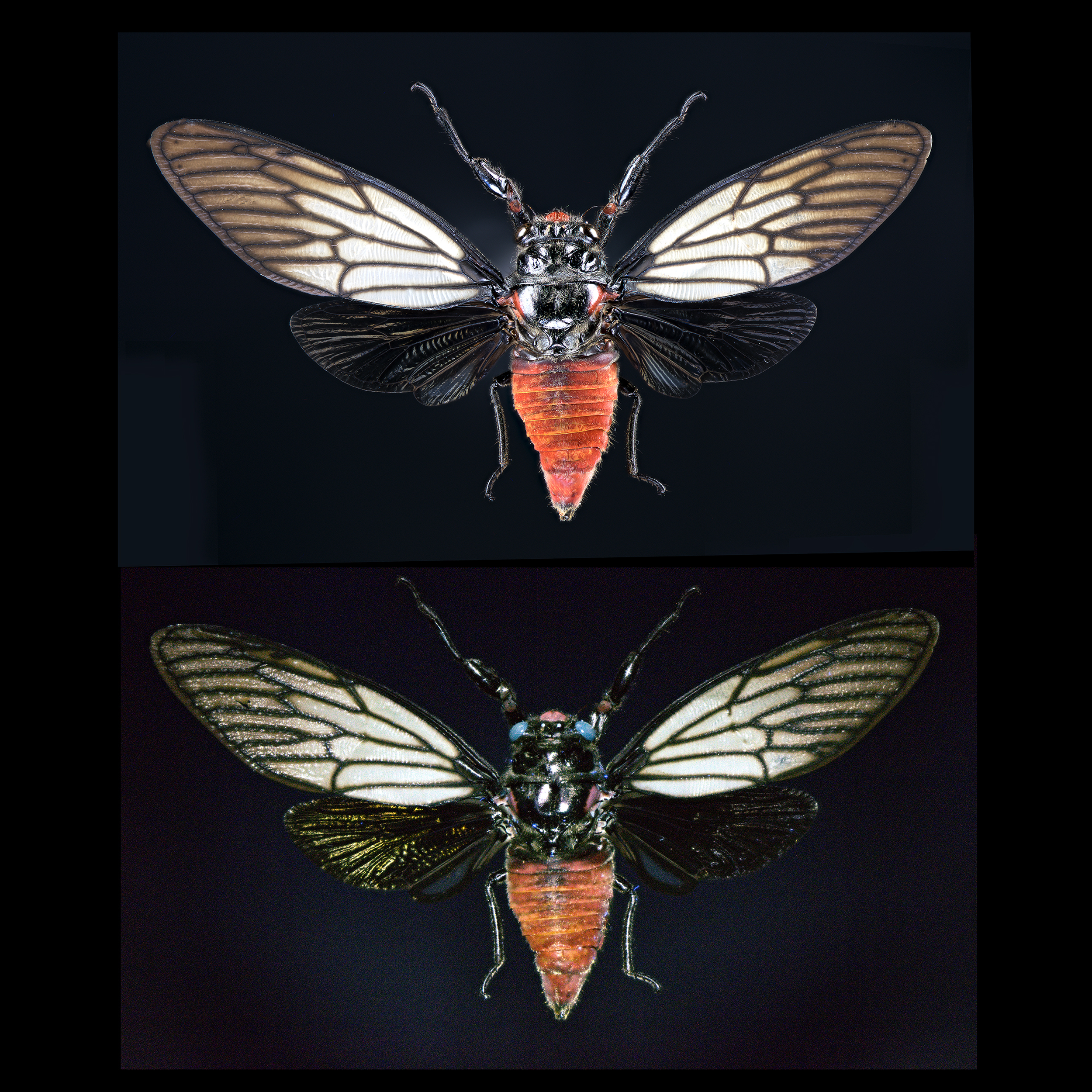 Huechys incarnata - Black and Scarlet Cicada, wingspan 2 in (5 cm), Indonesia, white light (upper), UV light (lower)