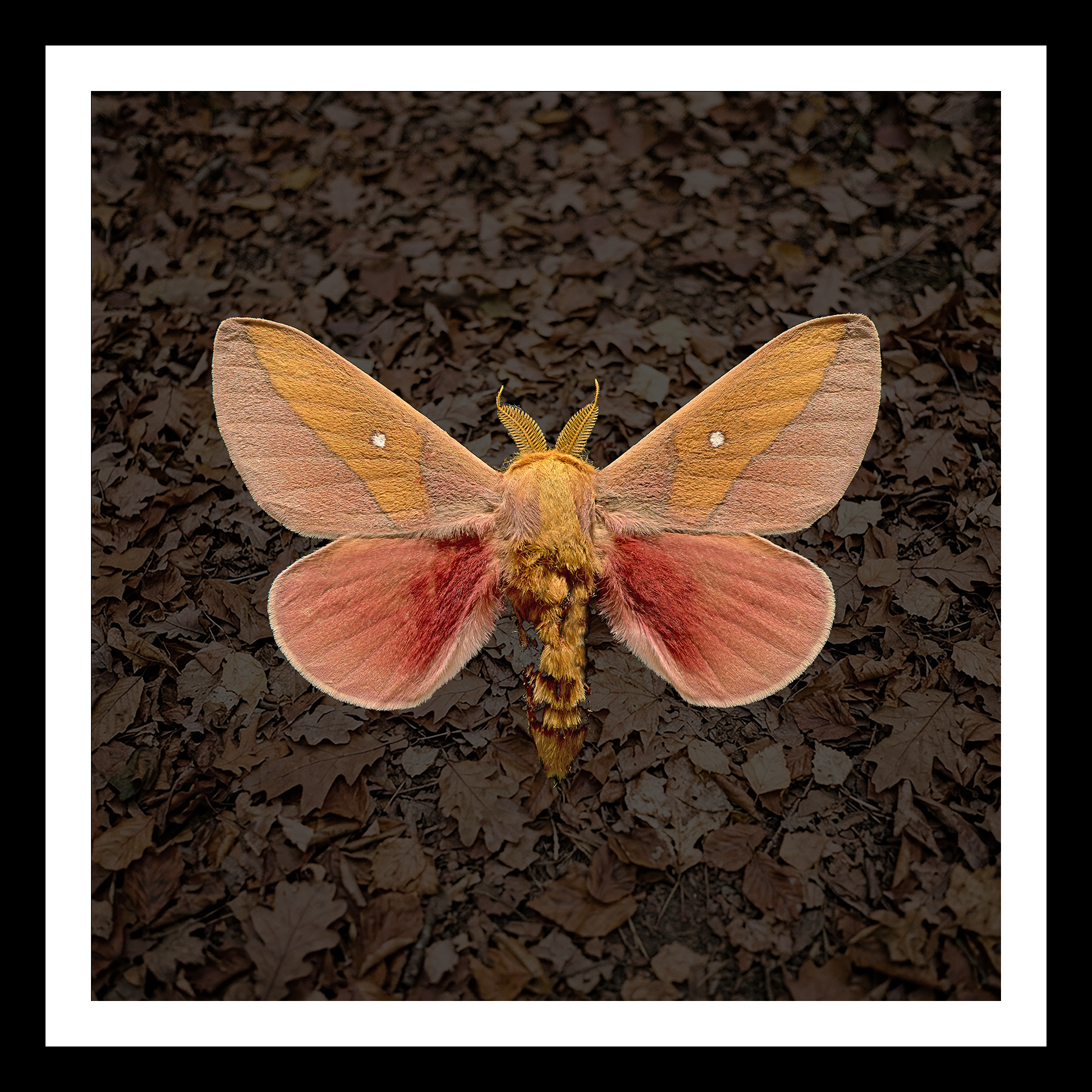 Sphingicampa_montana_36x36_leaves.png