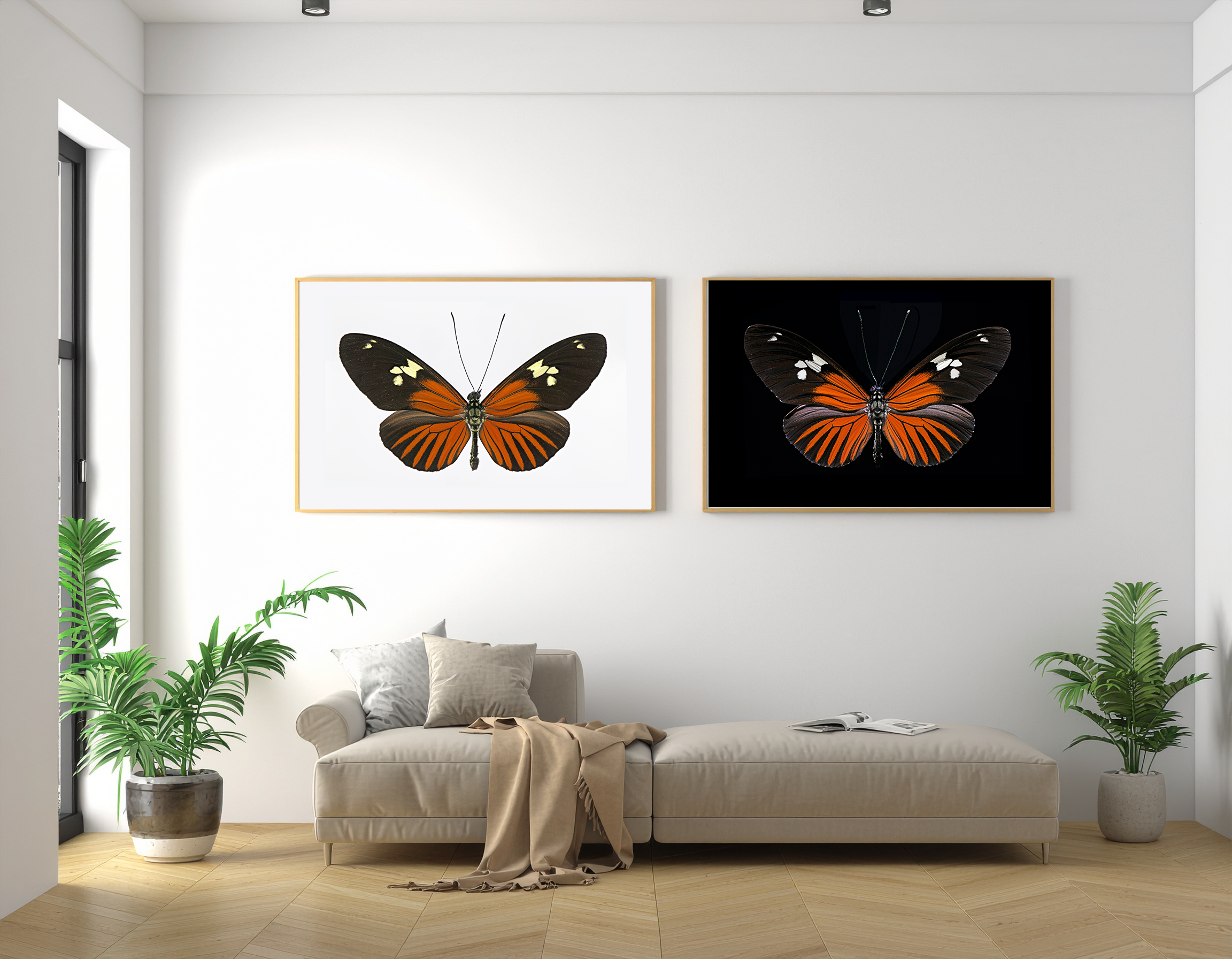Heliconius doris eratonius