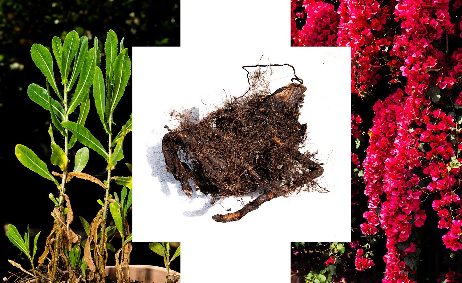  Rooted , 2025 
16x20 inches 
 
 
These plants and roots were grown in the backyard of my childhood home in Highland Park. I’ve always found solace in this space, and I continue to return to it as an adult whenever I visit. 