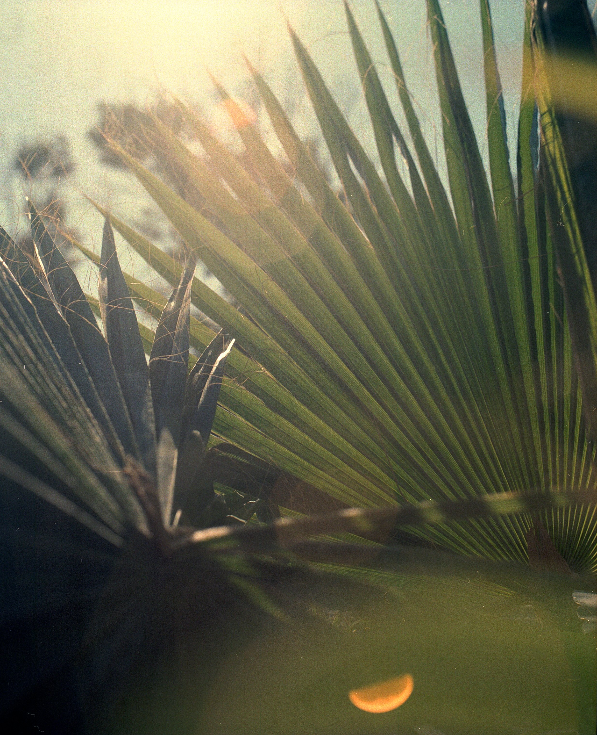 Untitled, 2024, 120mm.