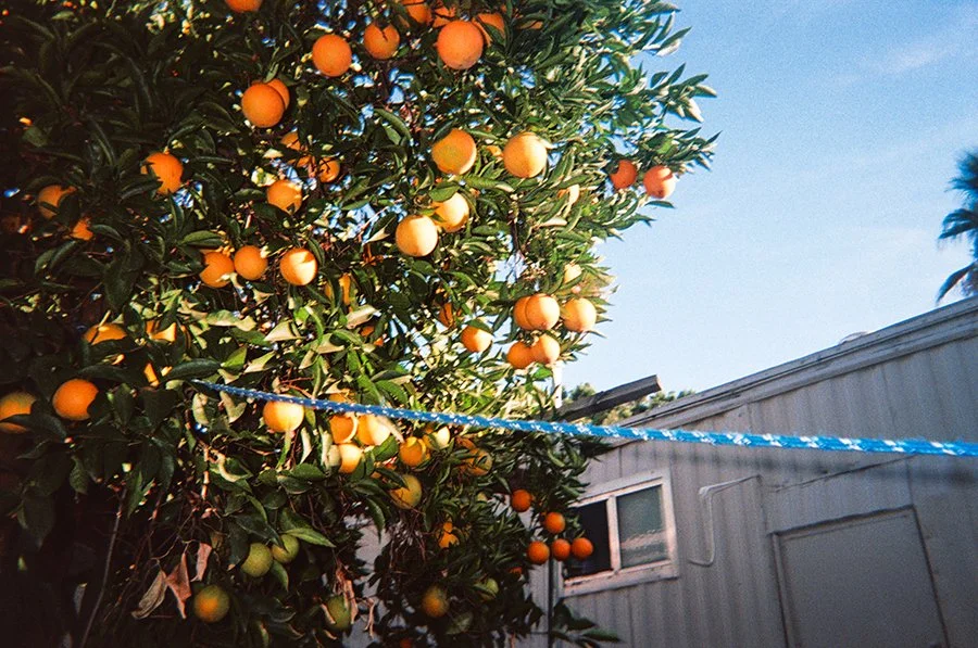  Laundry , 2024, 35mm film (Inkjet print), 16 x 20 inches.
 
 
In between the orange and the pomegranate trees is a blue rope that hangs across the back of my house. The trailer in the background used to belong to a close friend but now is just a str