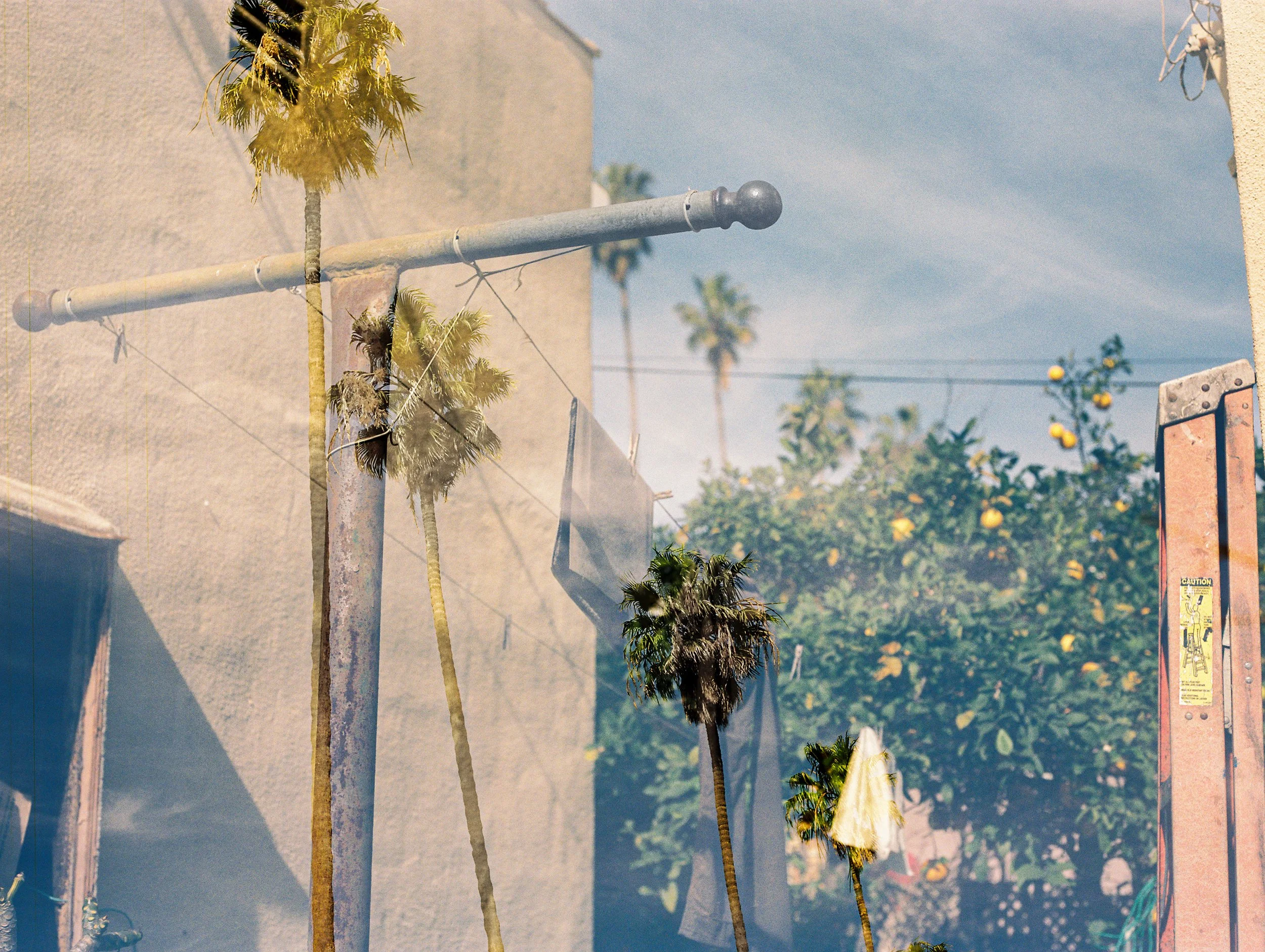  Recuerdos , 2026, Double exposure on medium format film, 16x20 inches
 
 
Palm trees, home to screeching parrots, lined up in my memories against the backyard I explored.