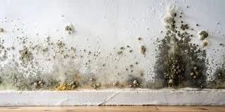 Clients Exposed to Toxic Mold in Government Housing—Can They Sue?