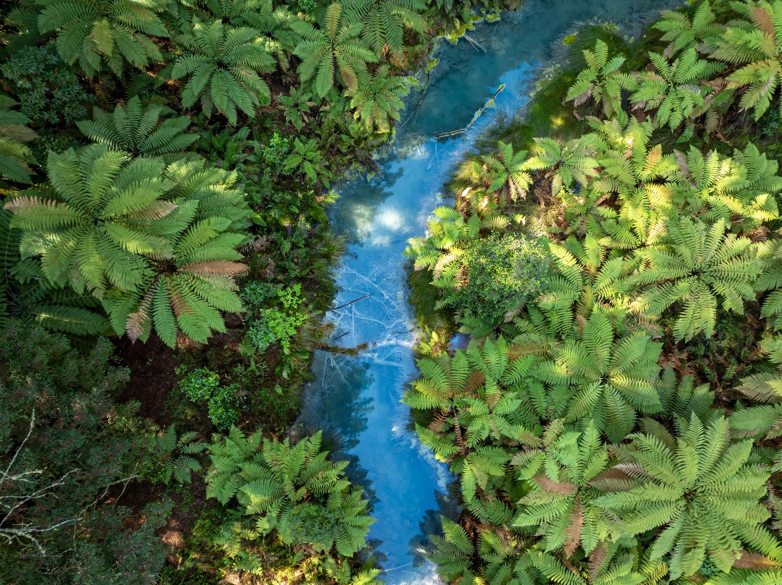 An aerial view of a narrow stream flowing through the lush green bush in the Redwood Forest, Rotorua.