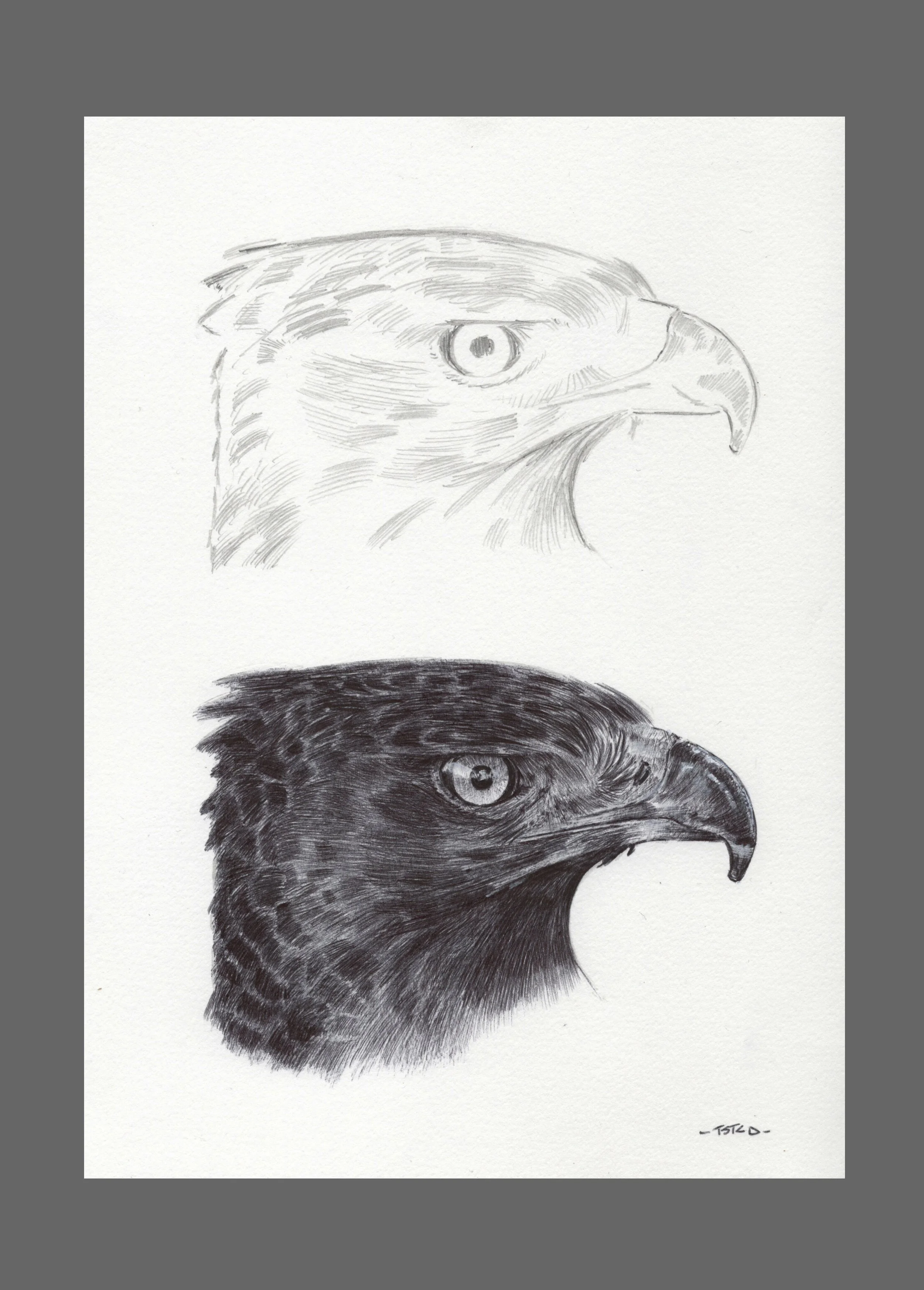 Study of a Crowned Eagle