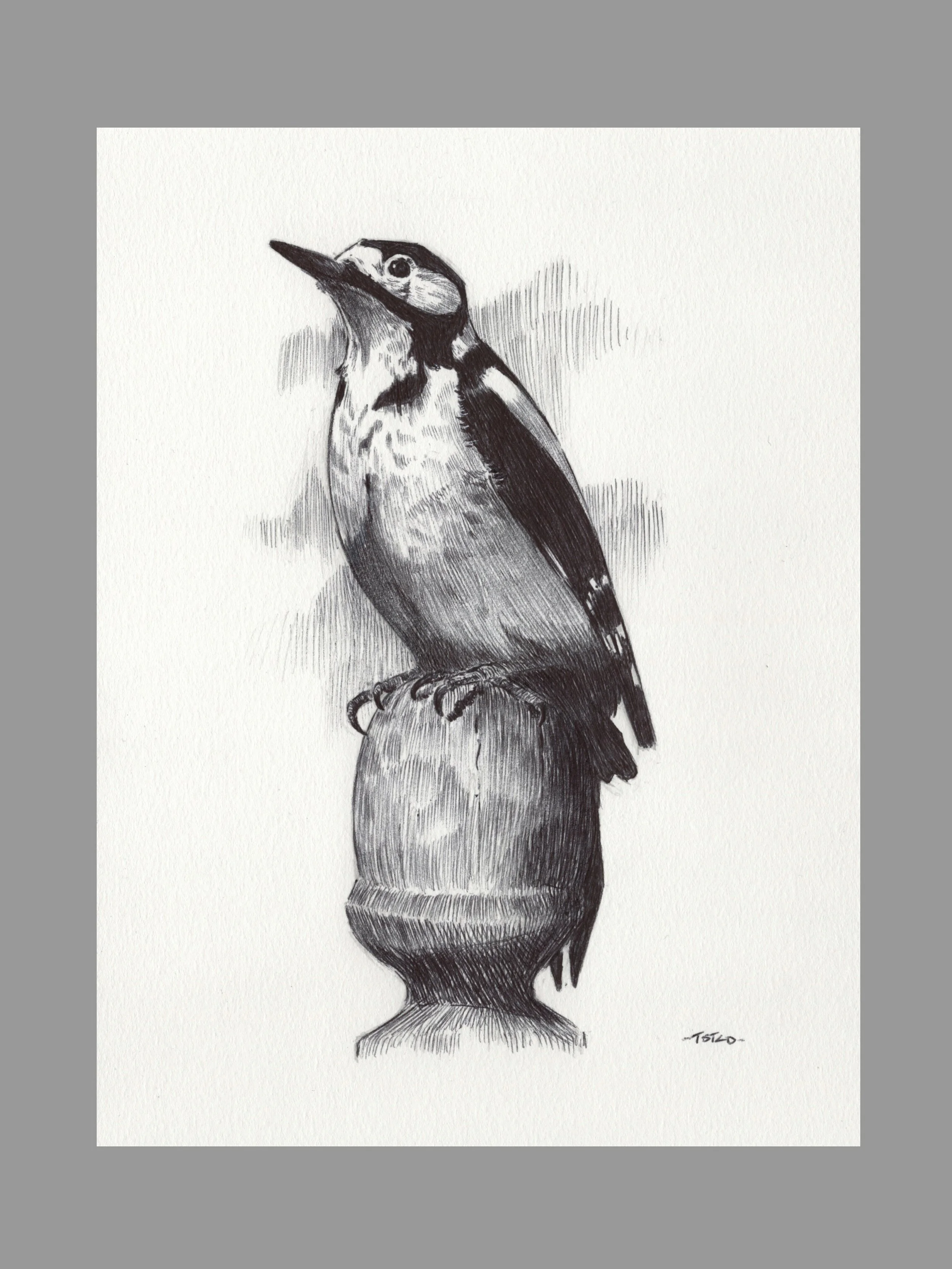 Great Spotted Woodpecker 2
