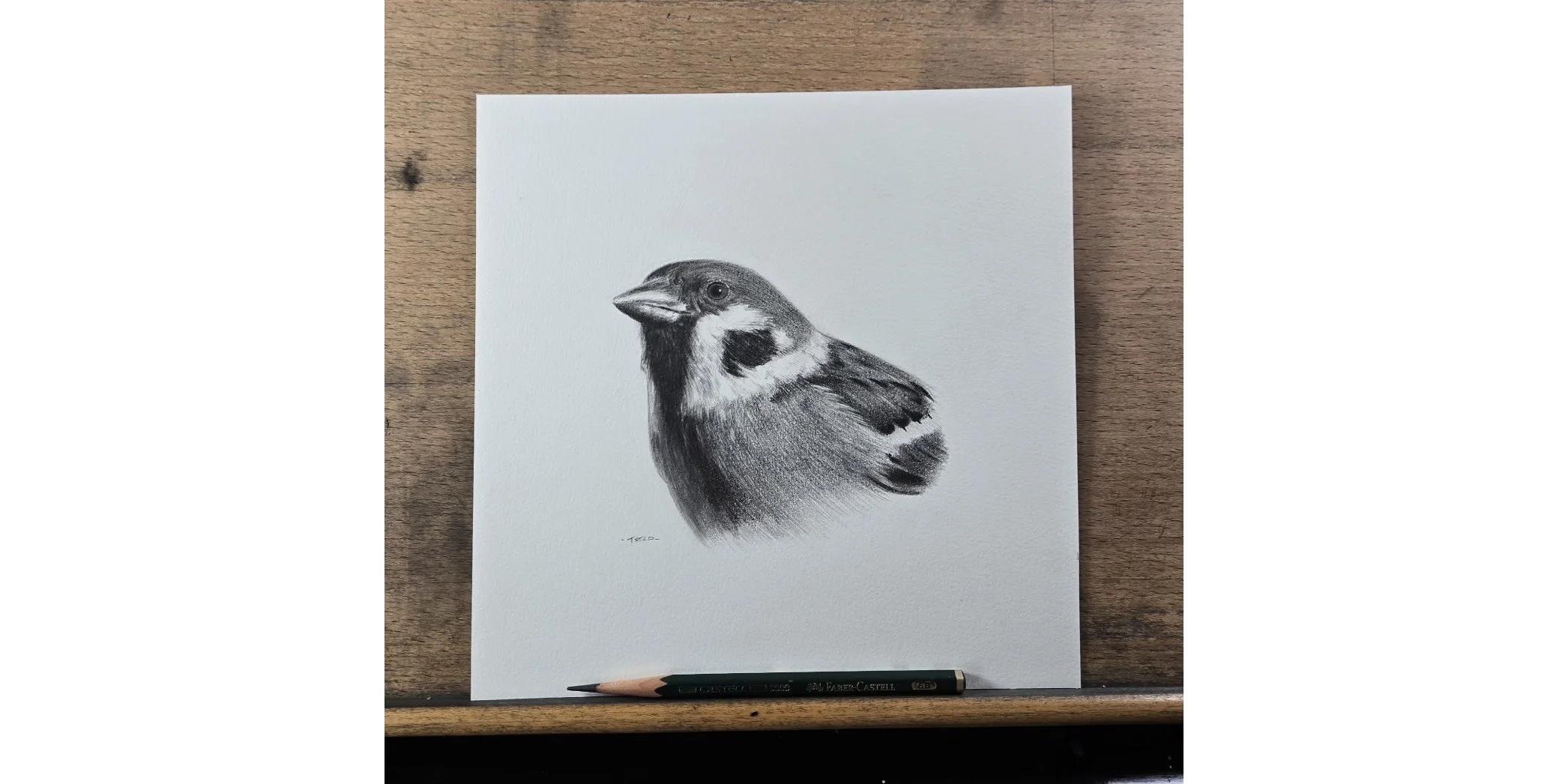 Sketch of a Sparrow 2