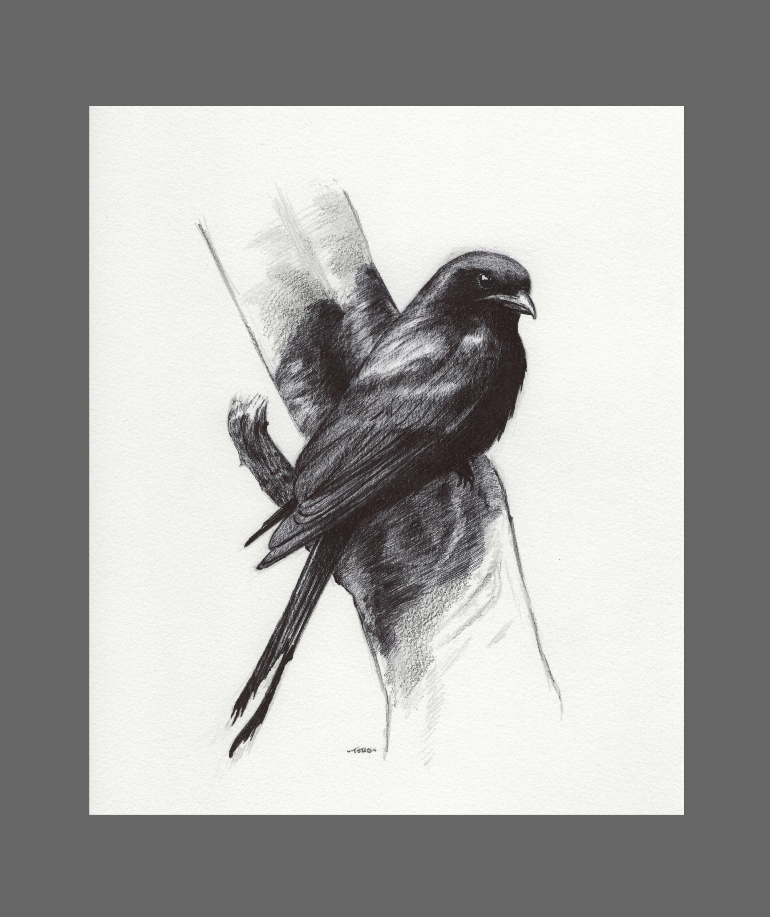 Study of a Black Grondo
