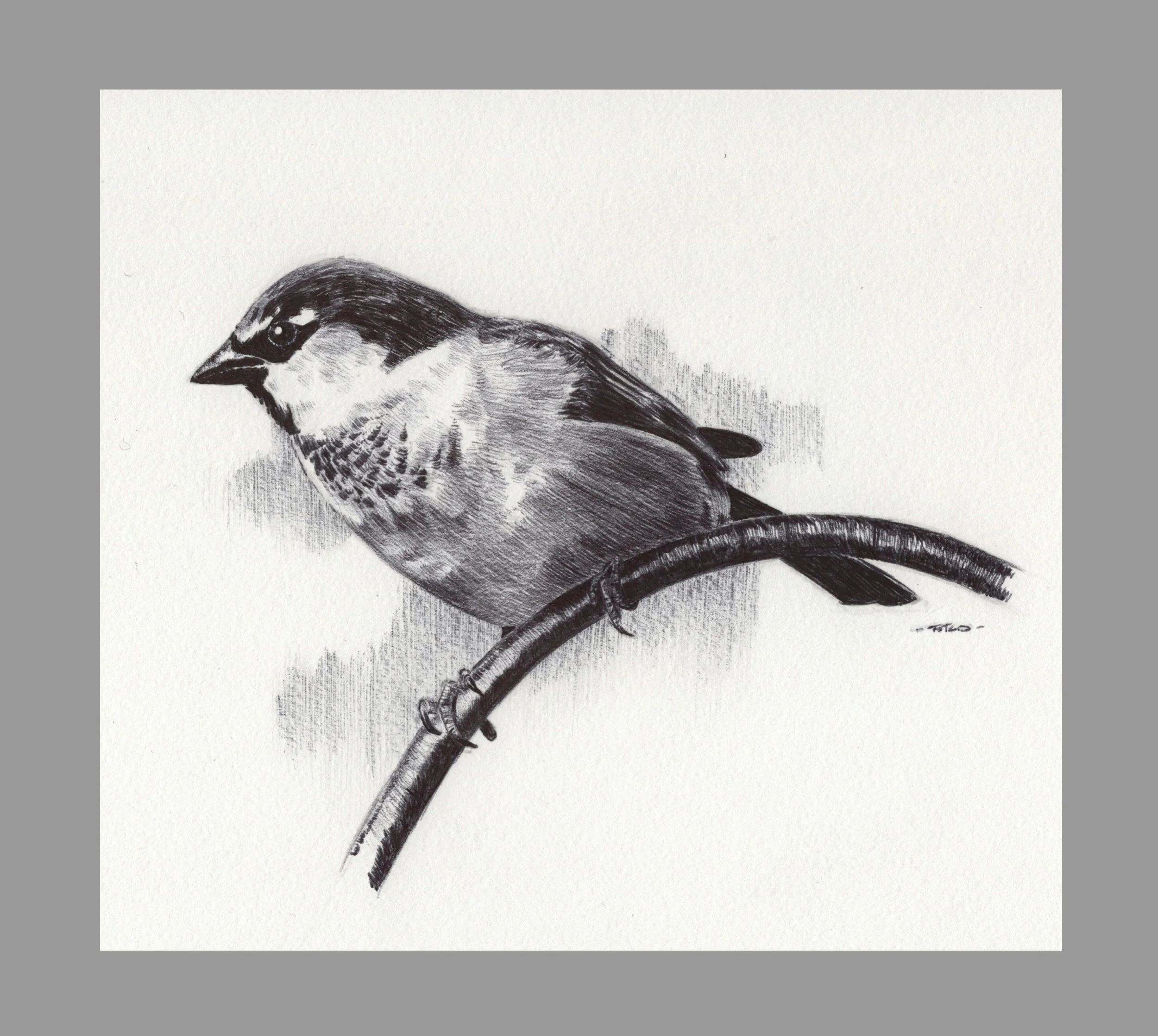 Little Sparrow