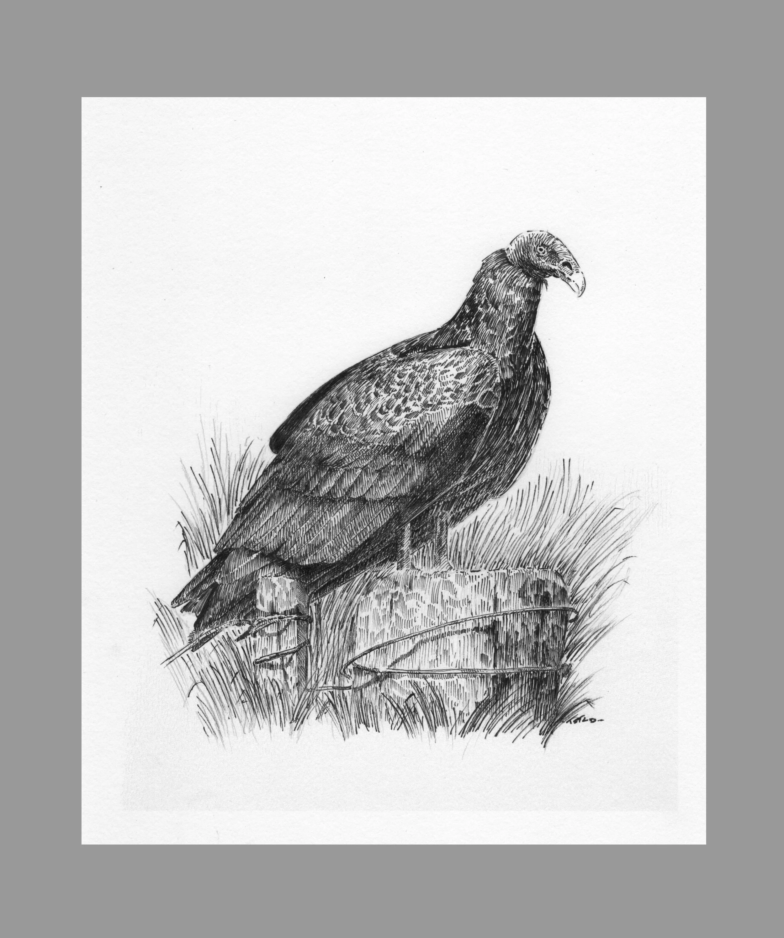 Turkey Vulture