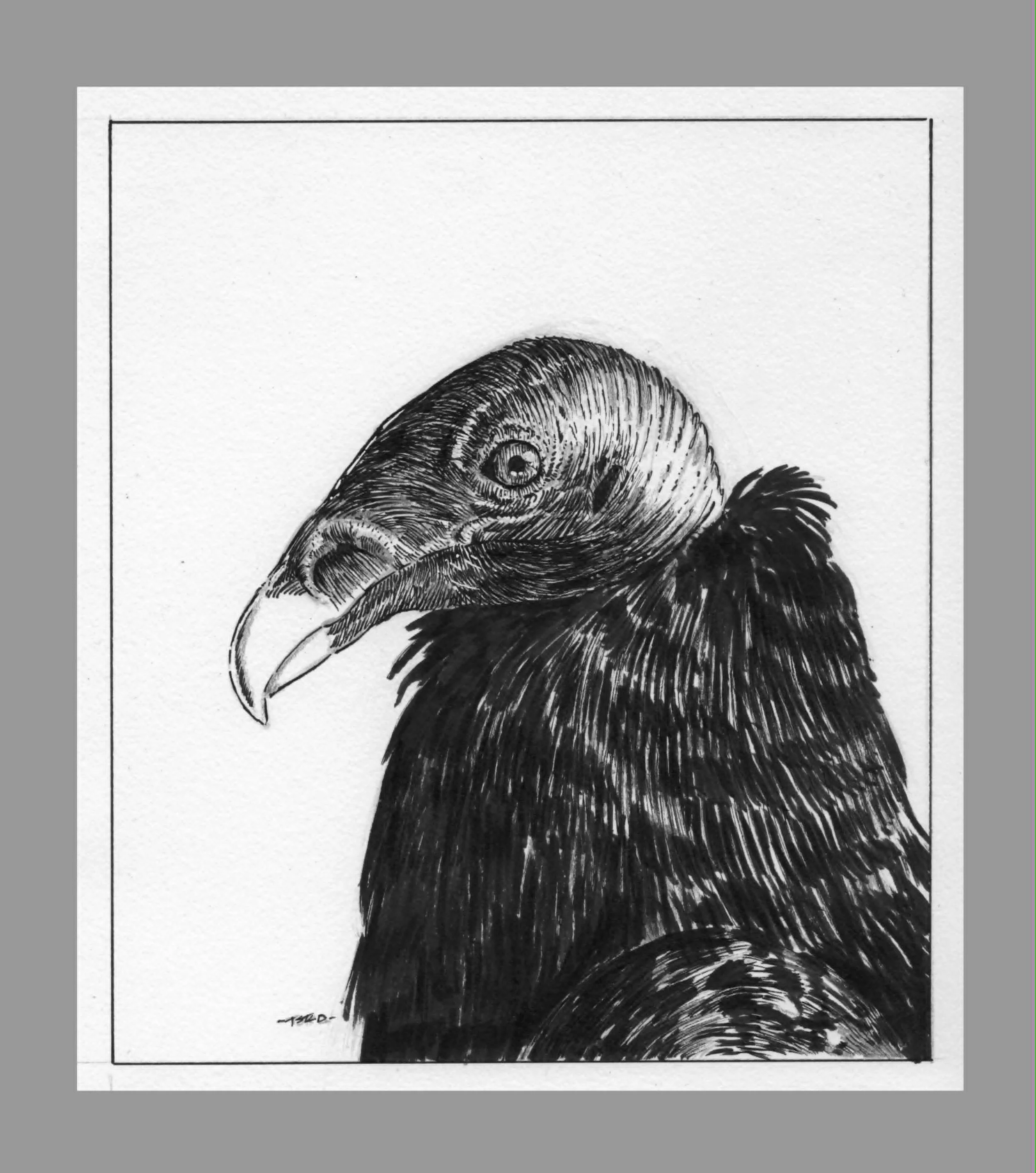 Sketch of a Turkey Vulture