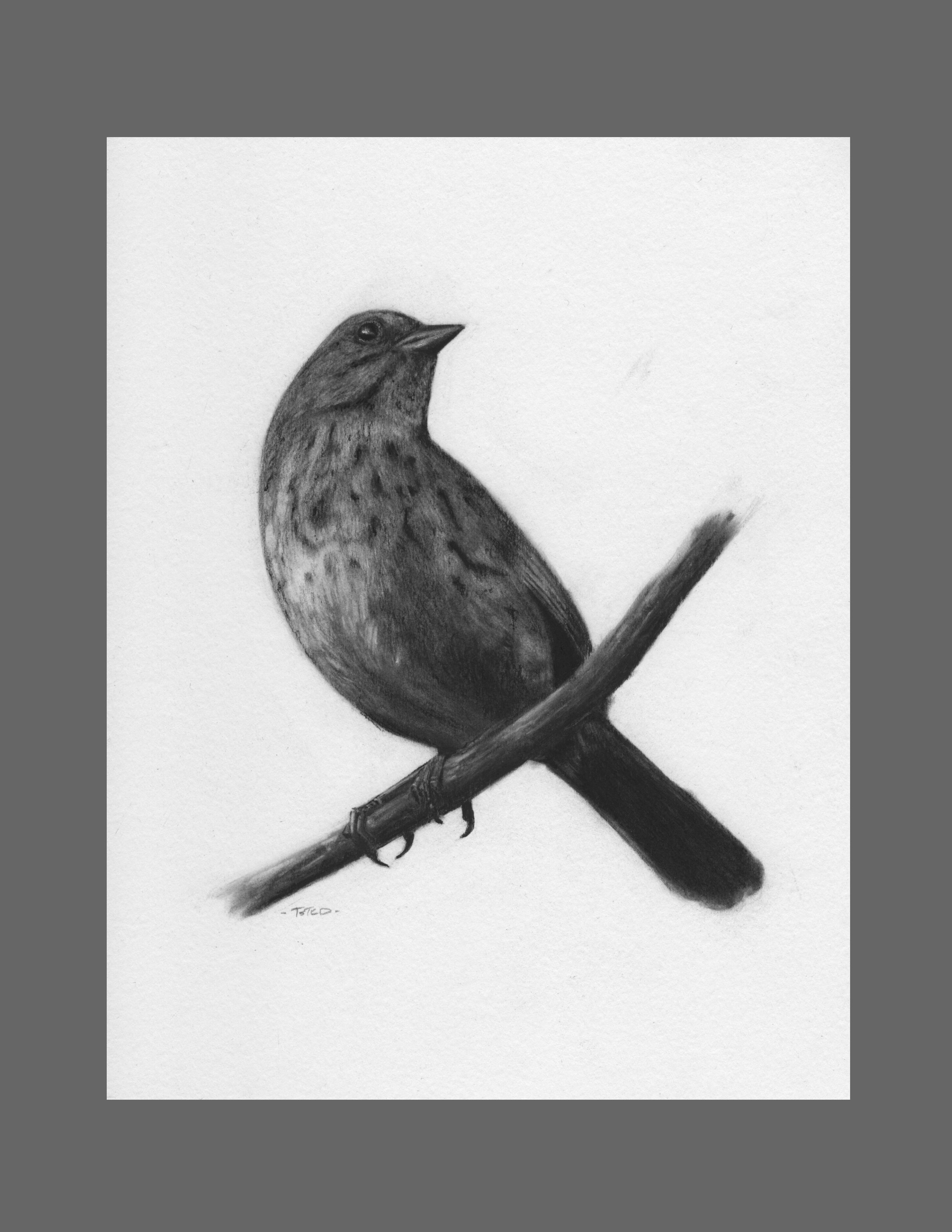 Song Sparrow