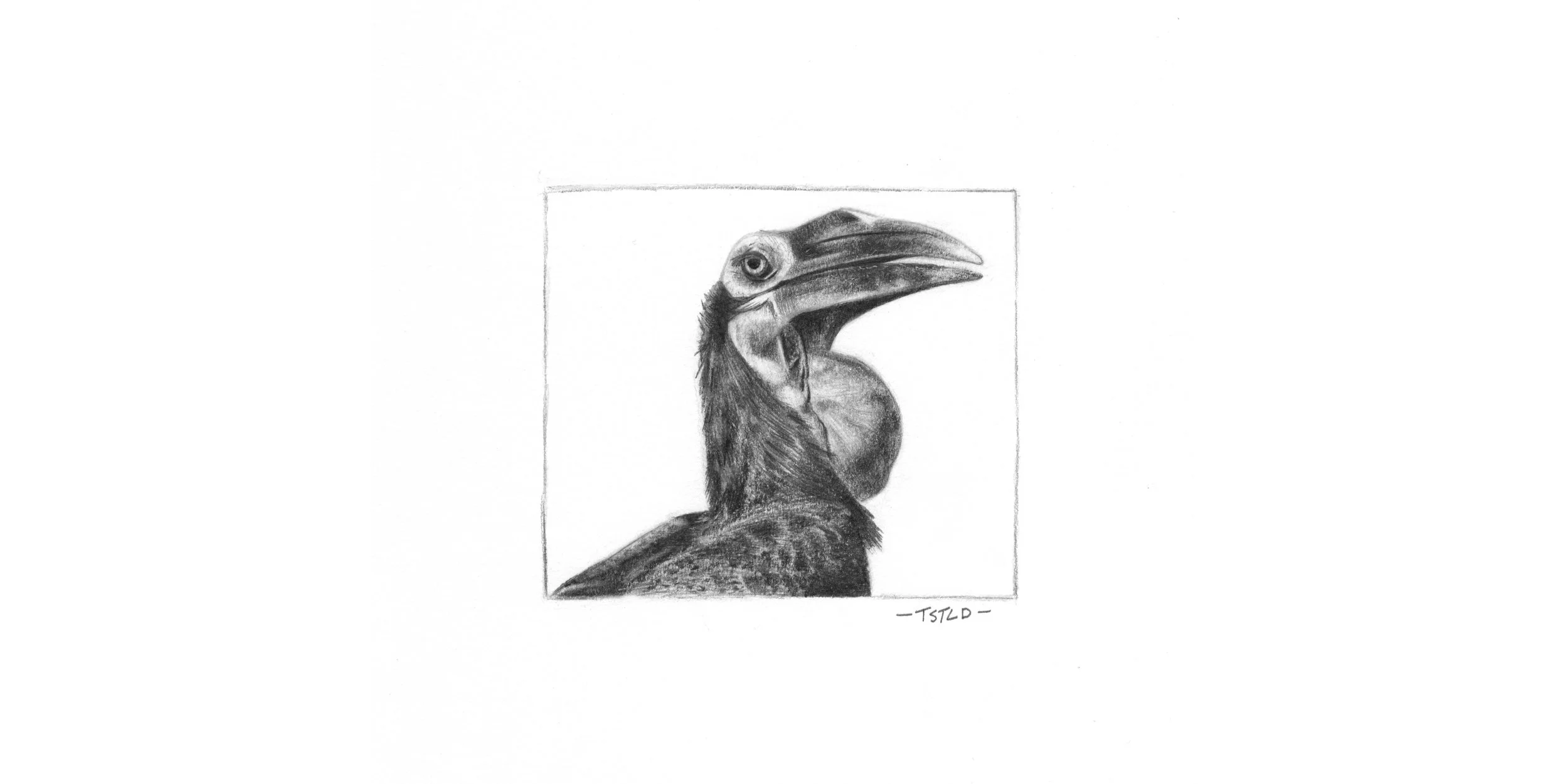 Sketch of  a Hornbill #1