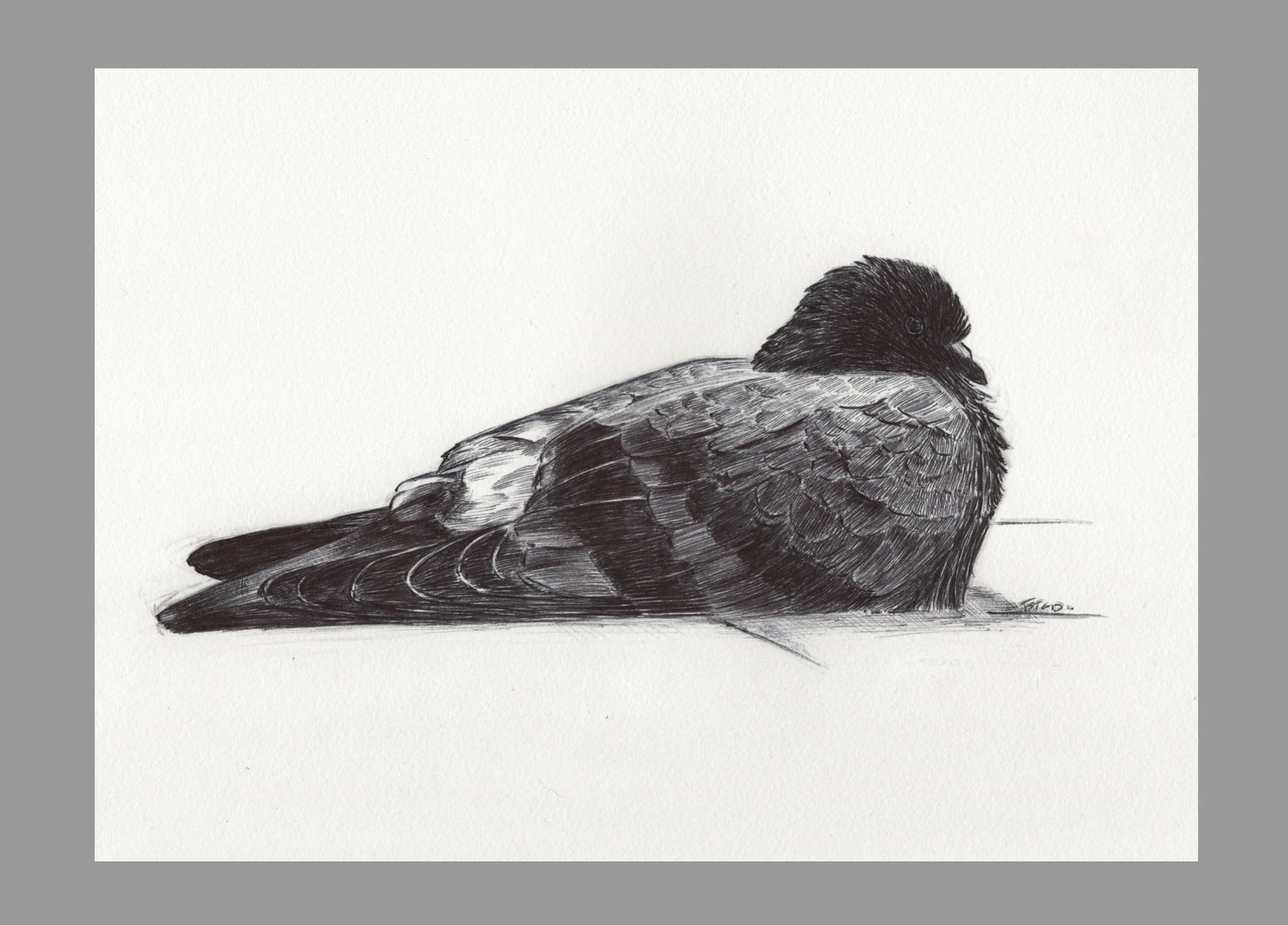 Sketch of a Pigeon
