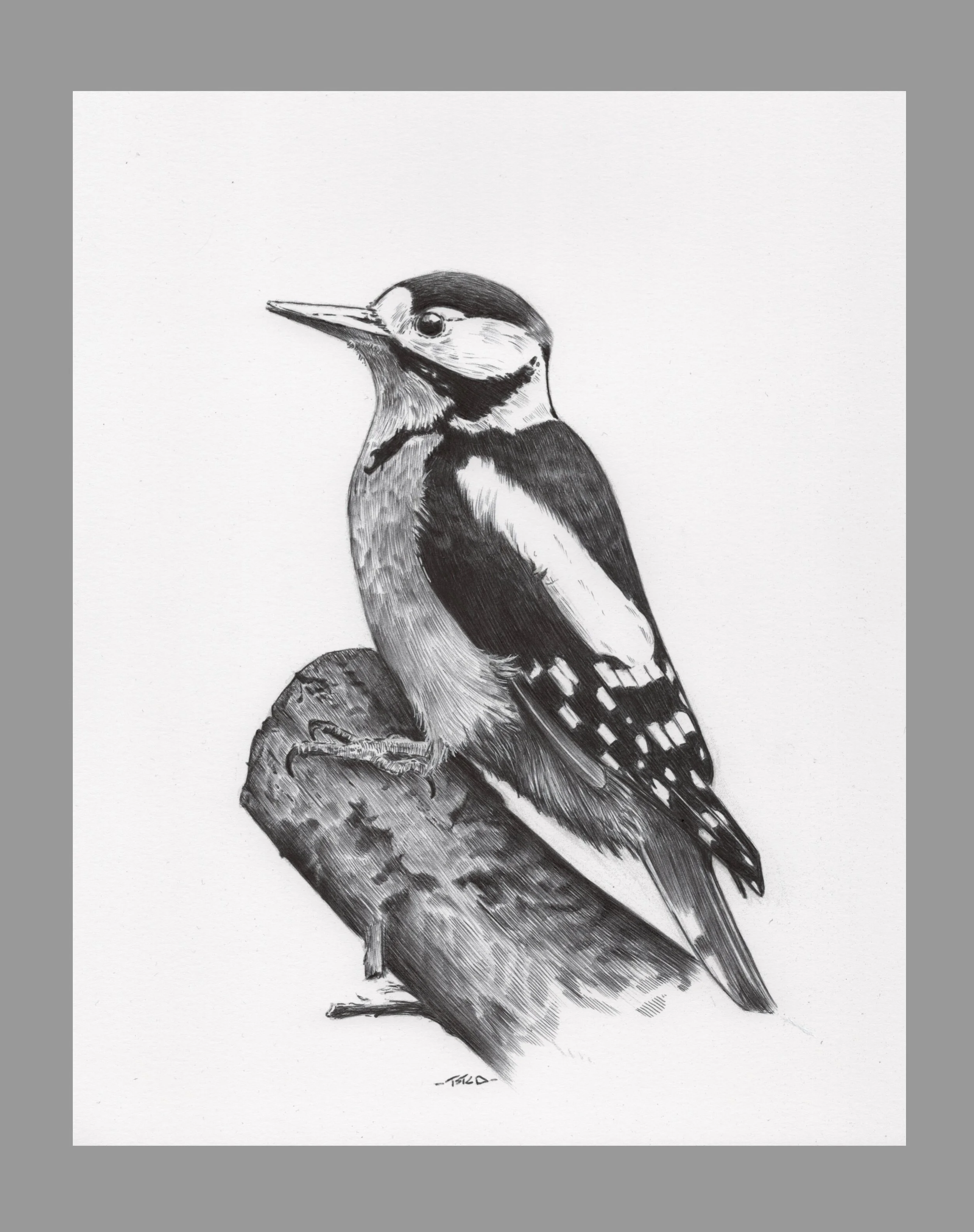 Great Spotted Woodpecker 1