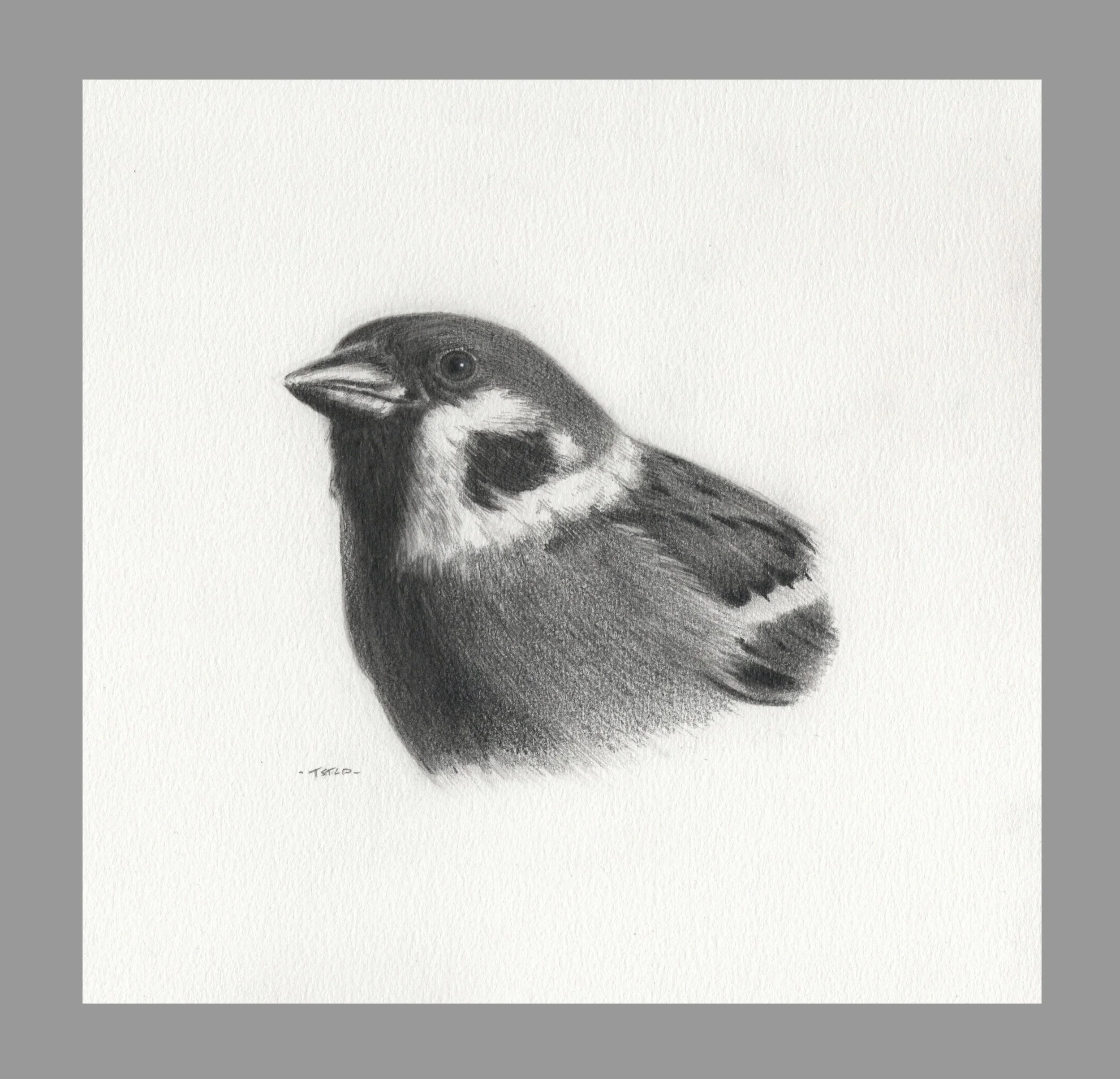 Porttrait of a little Sparrow