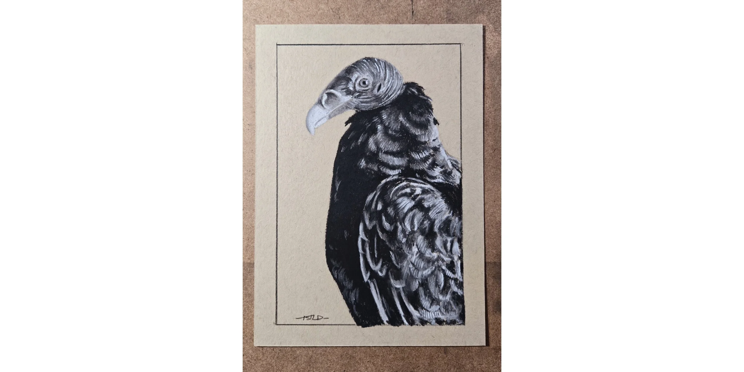 Sketch of  a Vulture