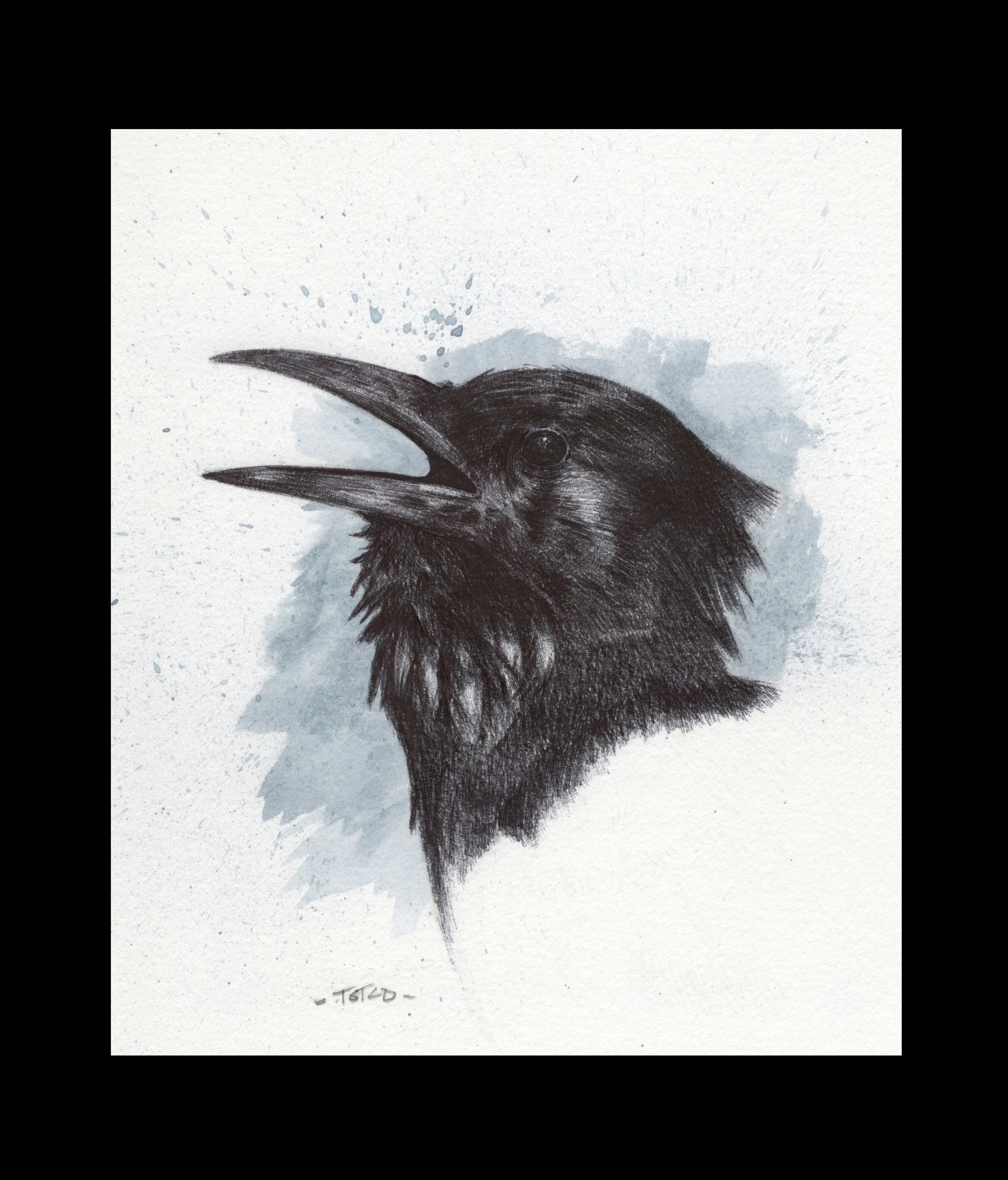 Study of a Crow 7