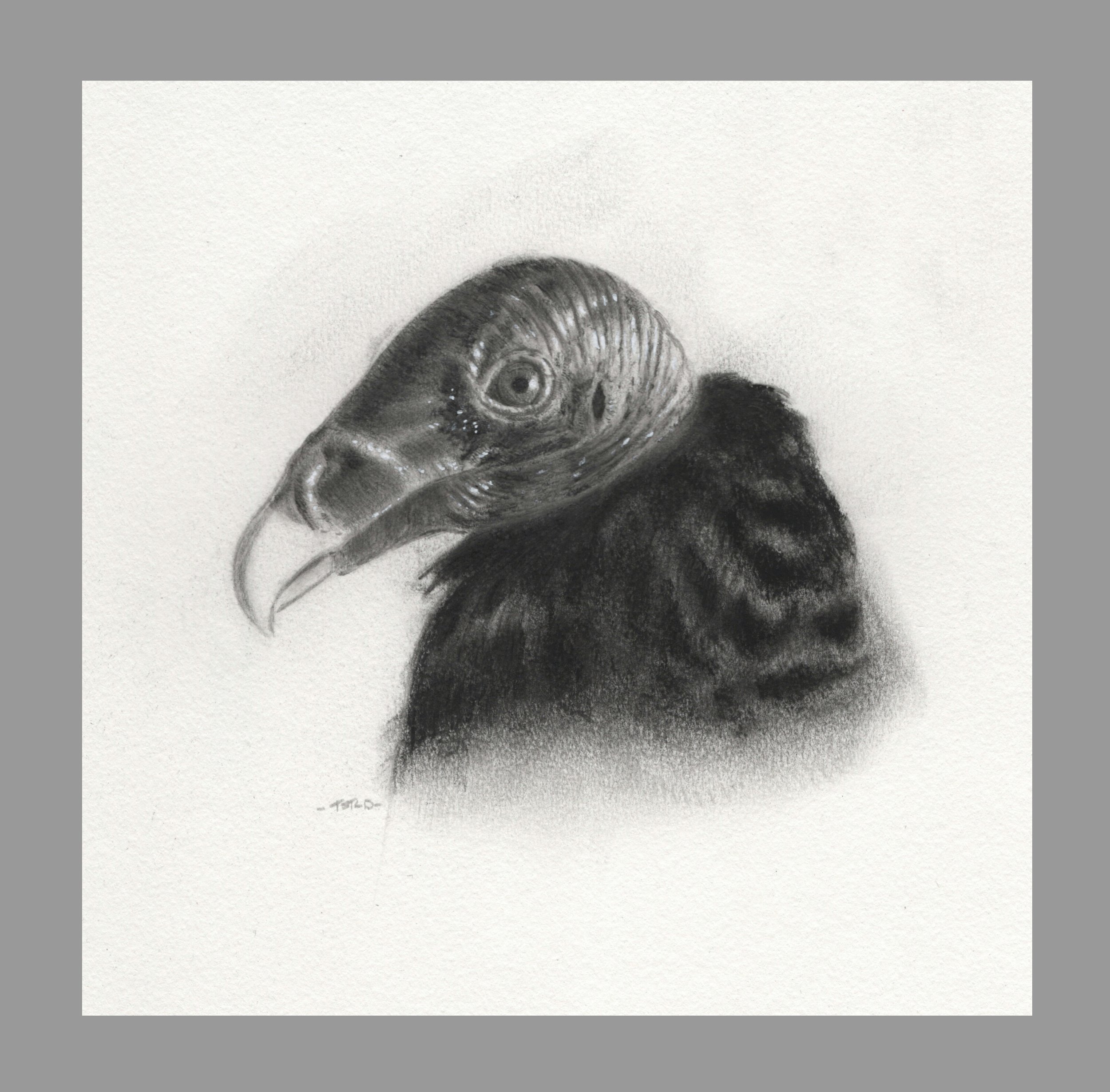 Portrait of a Turkey Vulture