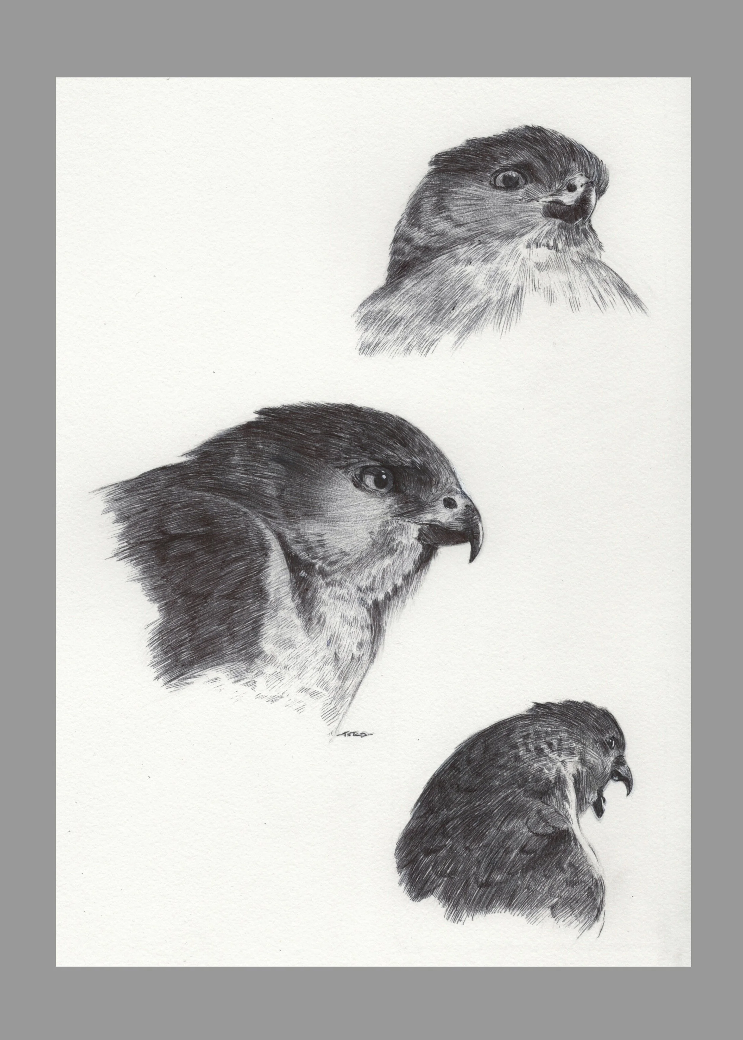 Study of a female Cooper's Hawk