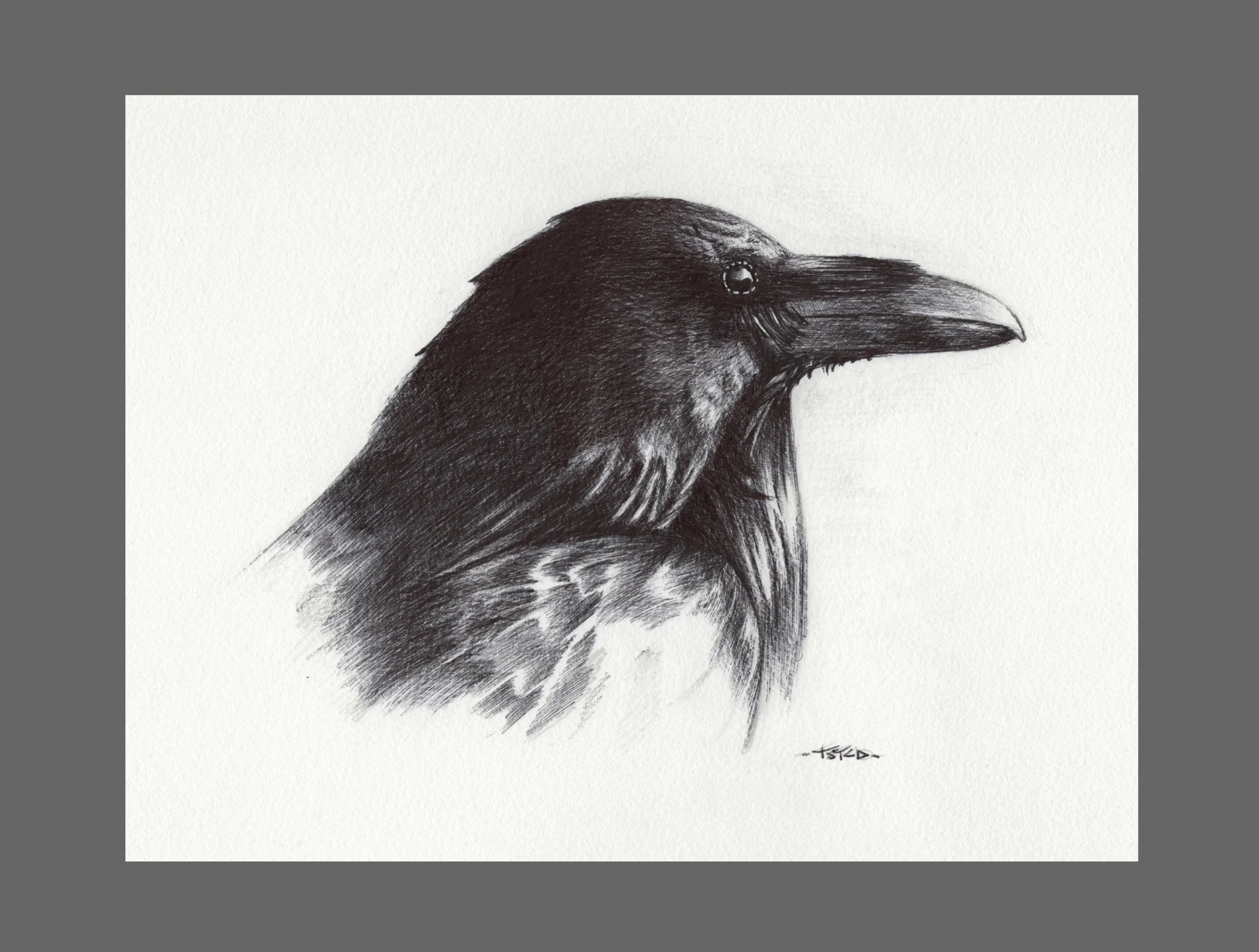 Study of a Raven