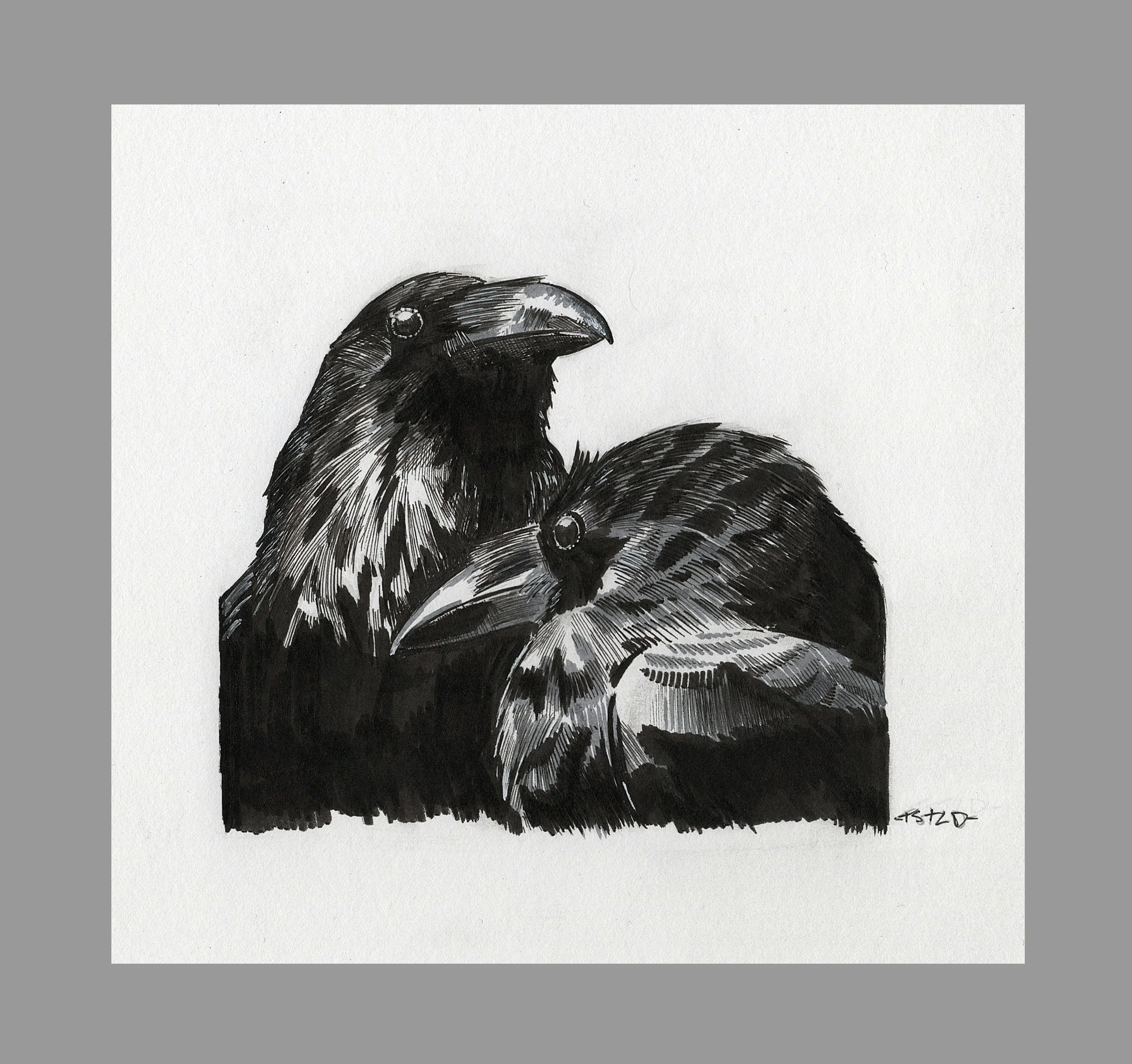 Sketch of two Ravens