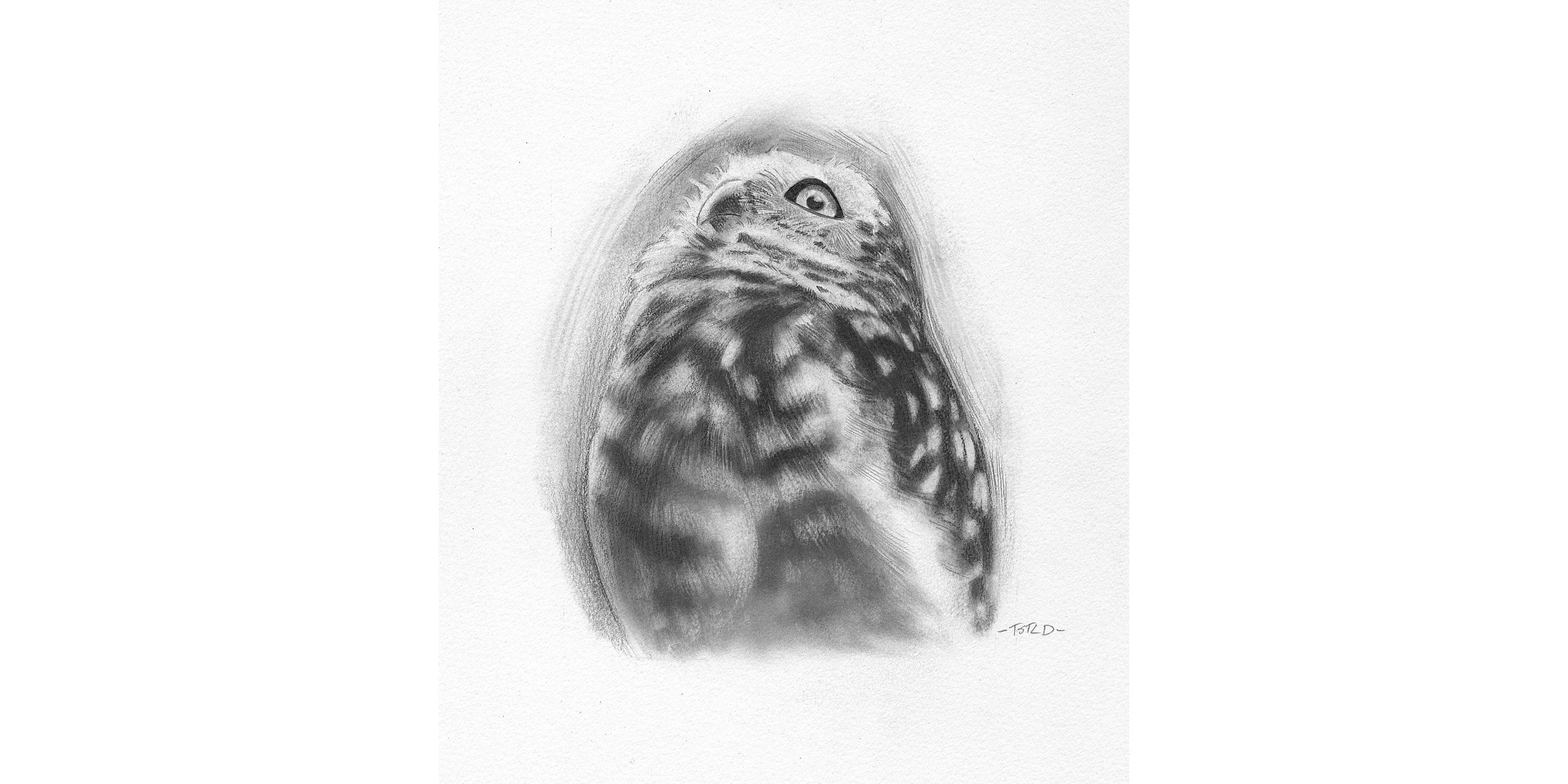 Sketch of  a Burrowing Owl #2