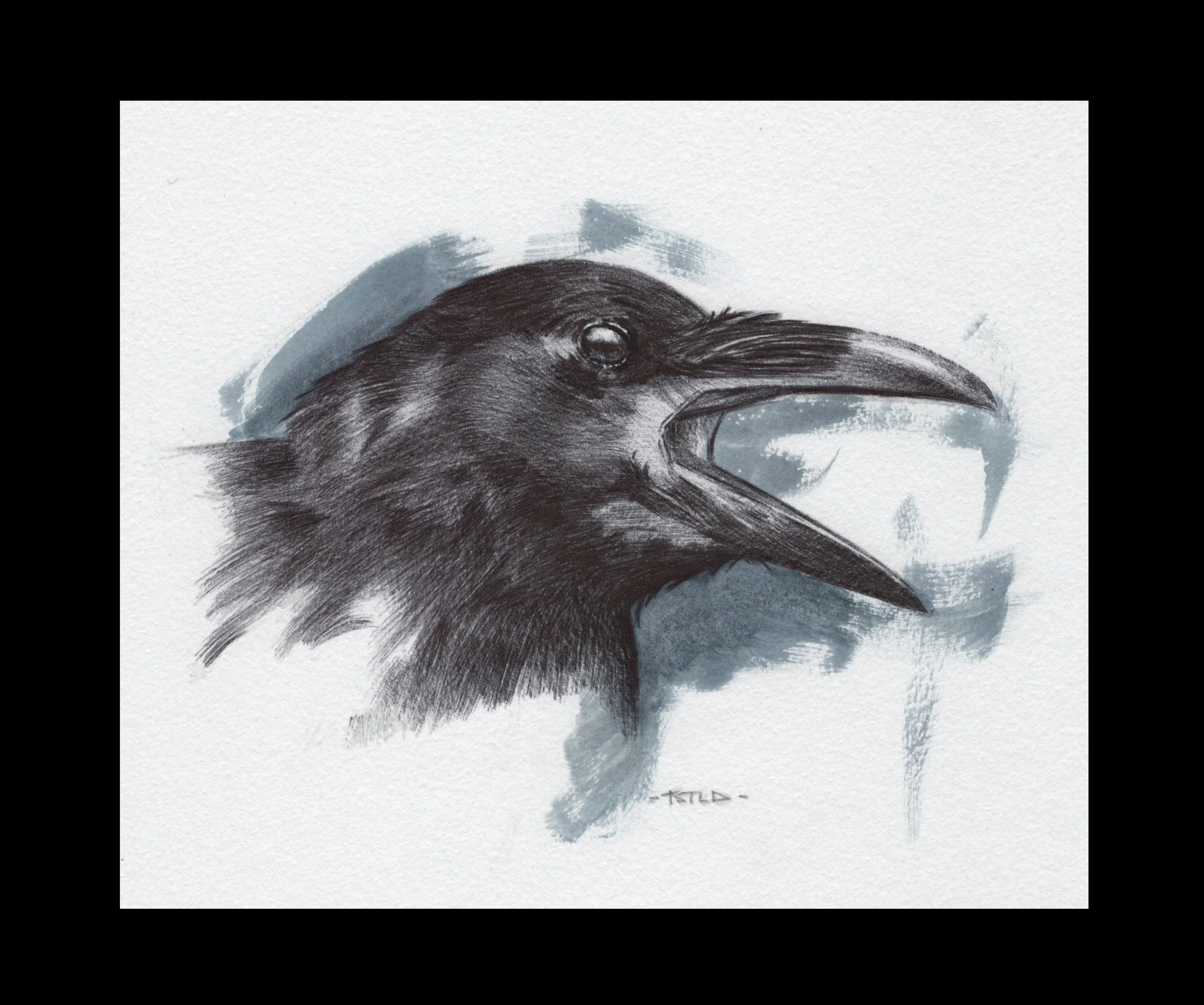 Study of a Raven