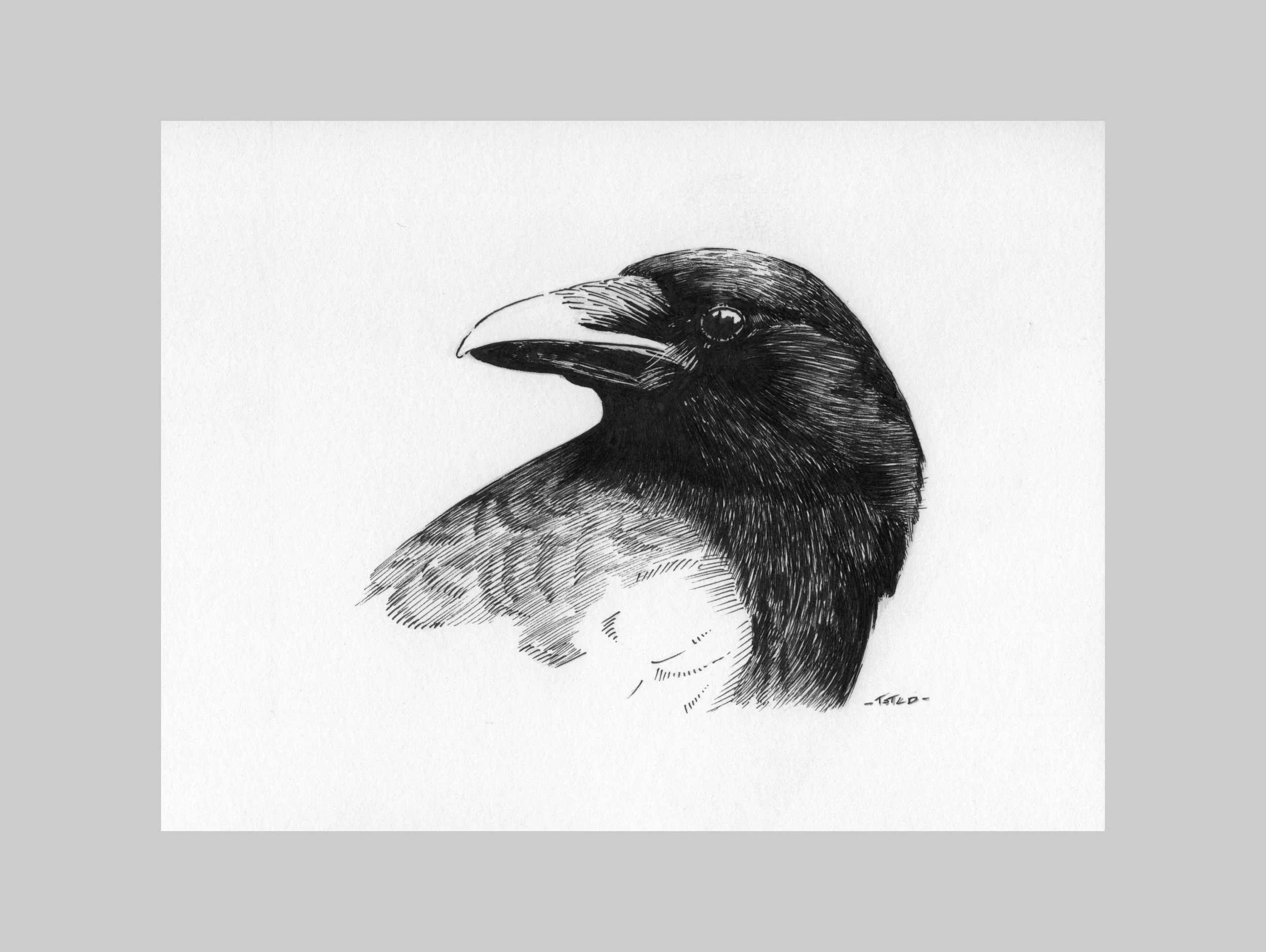 Sketch of a Crow 5