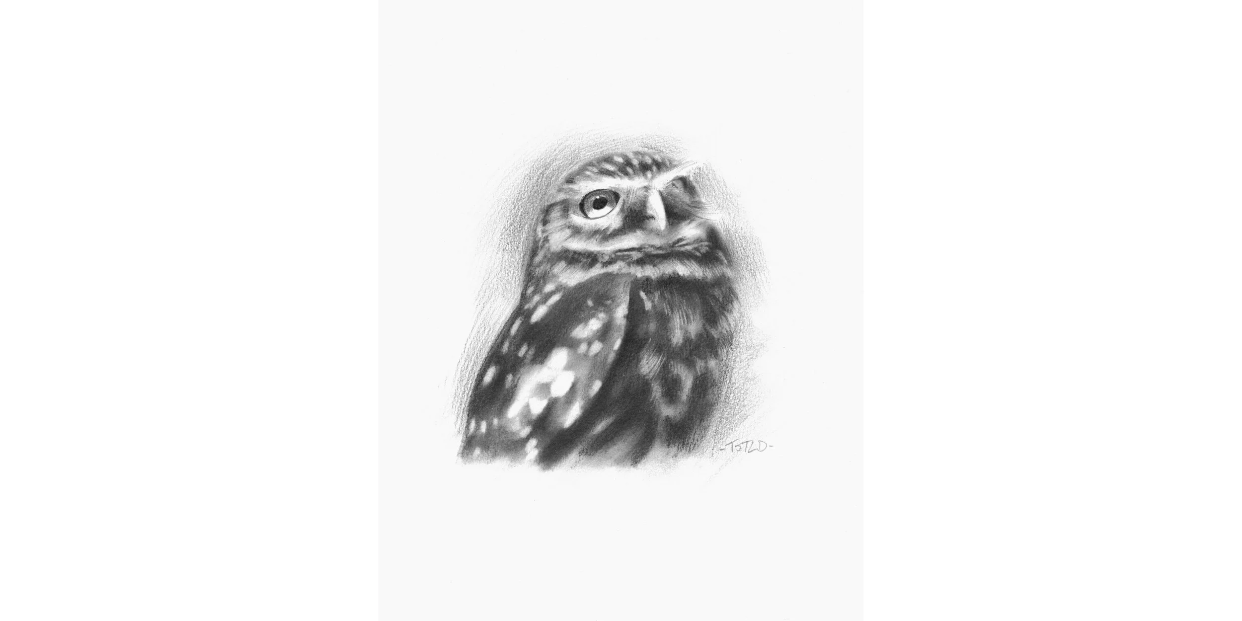 Sketch of  a Burrowing Owl #1