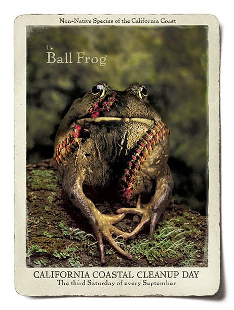 FROG.jpg