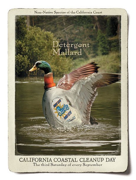 MALLARD.jpg