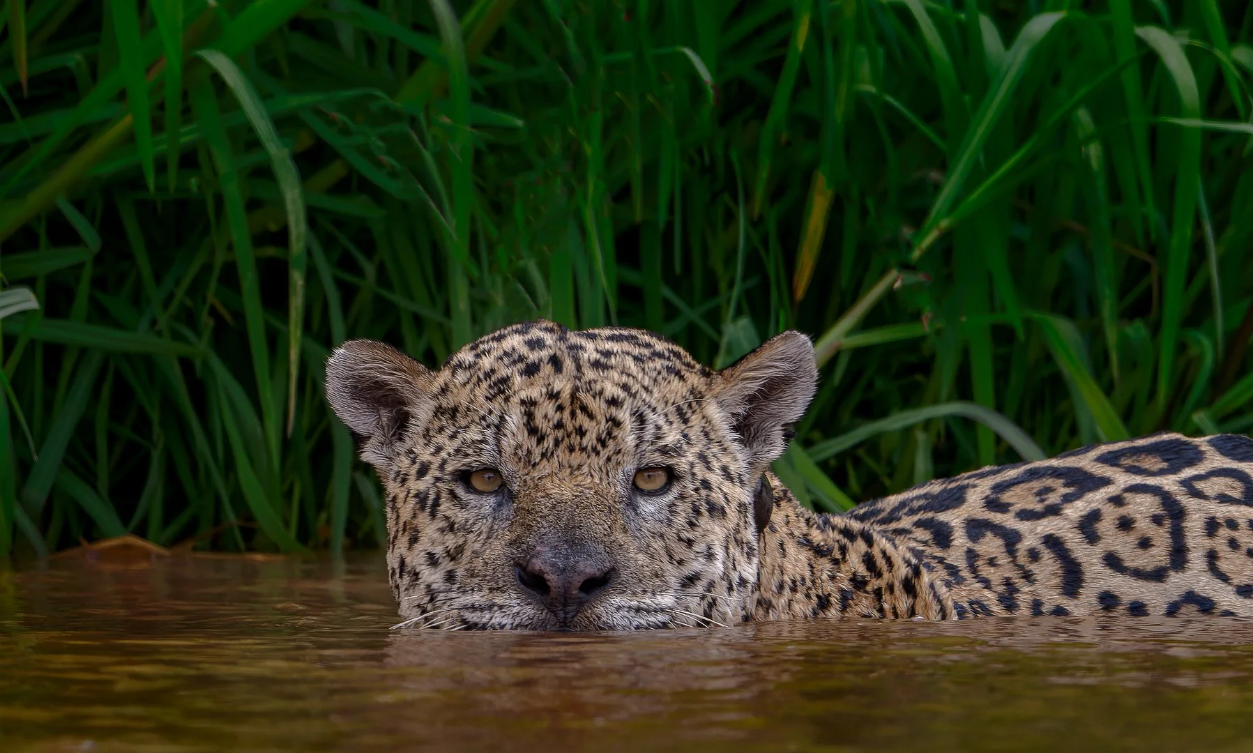 Ousado é um exímio caçador do Pantanal, marcado não apenas por sua força, mas por uma coleira que carrega desde os incêndios devastadores de 2020 — tragédia que matou mais de 17 milhões de animais. Monitorado por pesquisadores, ele sobreviveu e torno